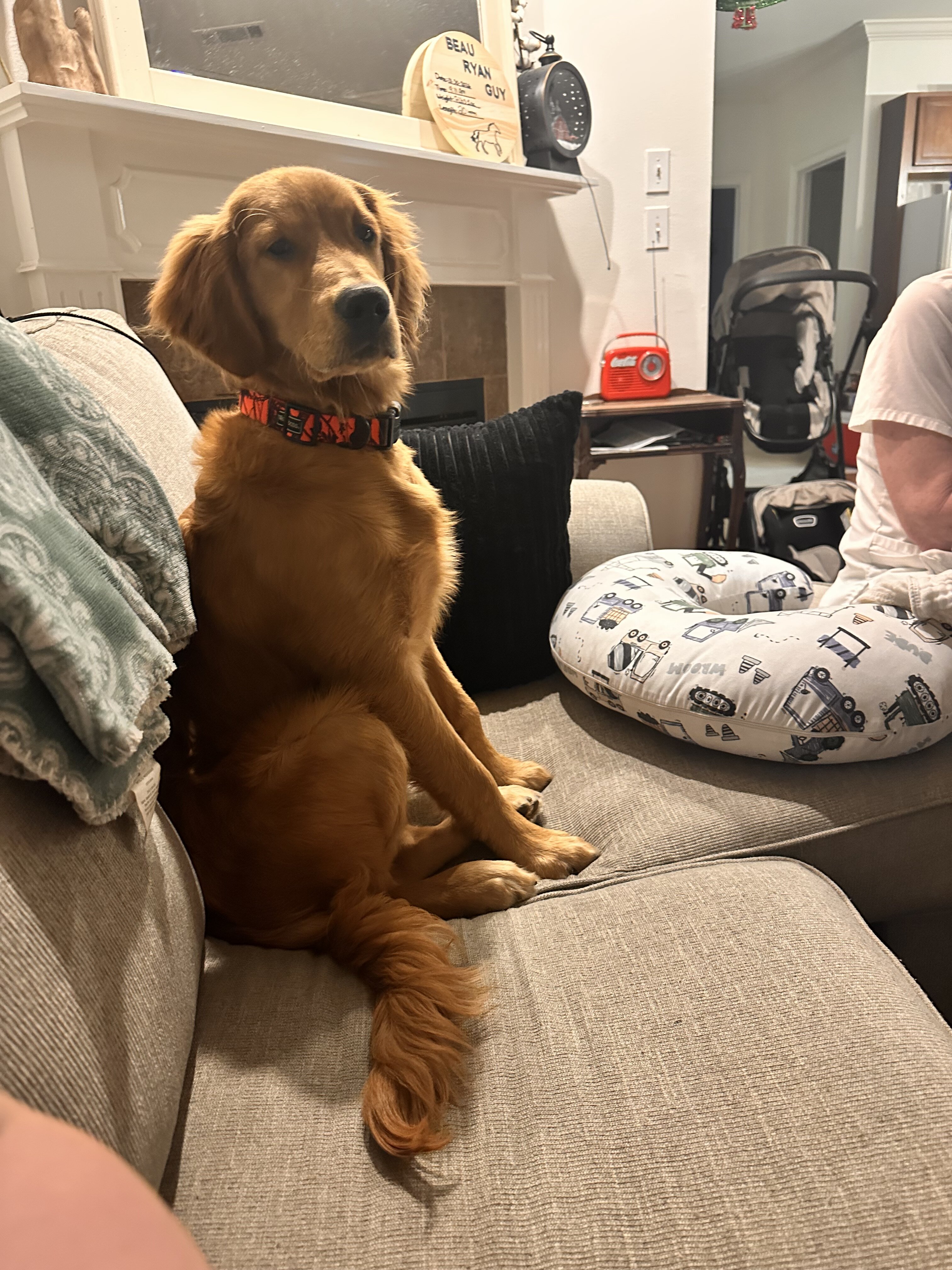 Golden Retriever image 1