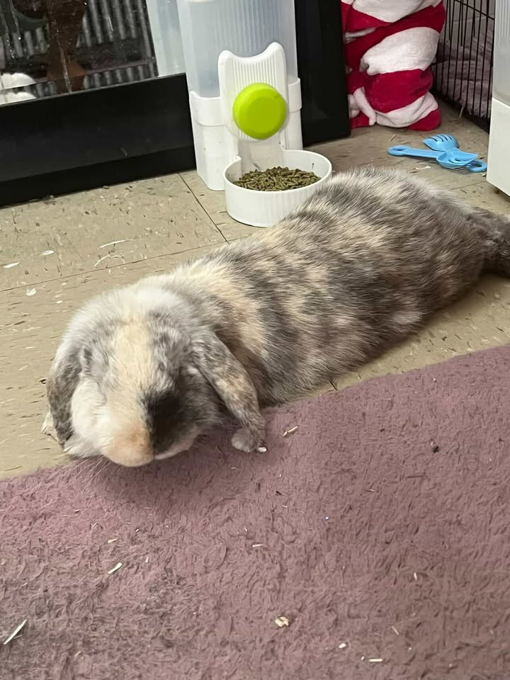 Holland lop ear bunny image 4