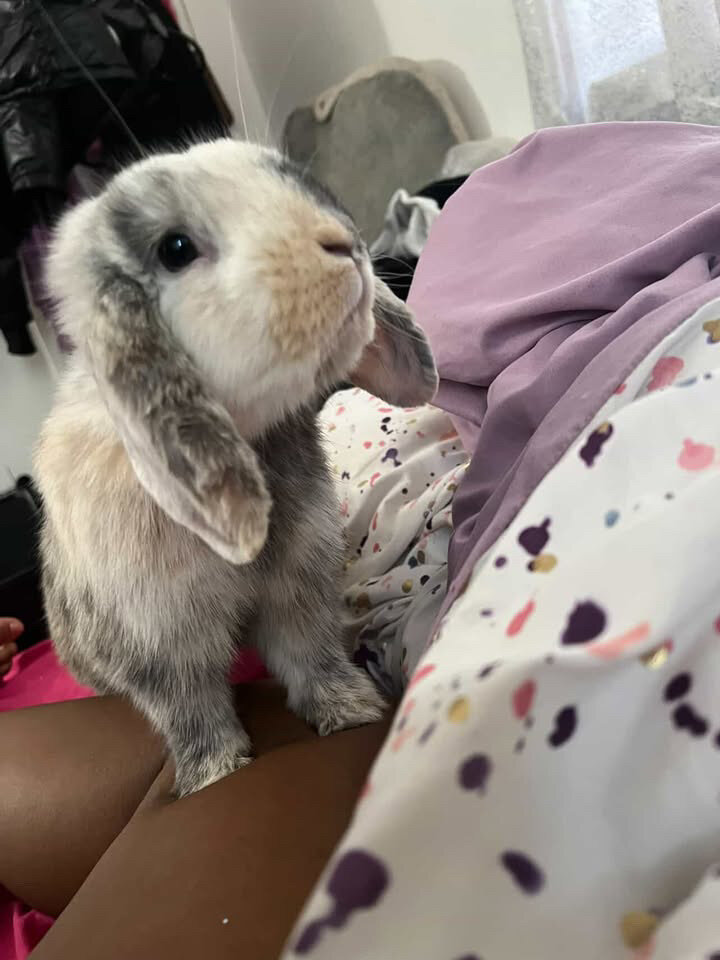 Holland lop ear bunny image 3