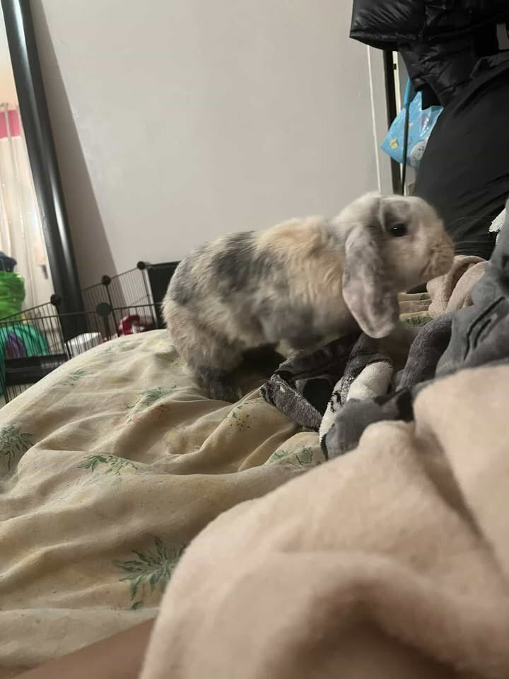 Holland lop ear bunny image 2