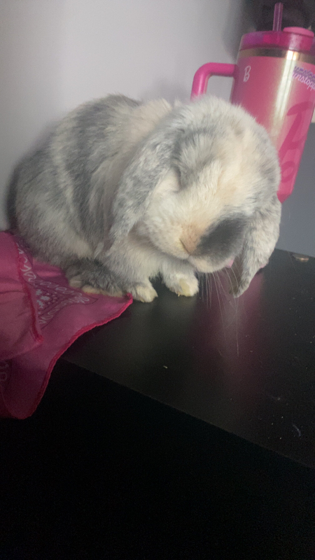 Holland lop ear bunny image 1