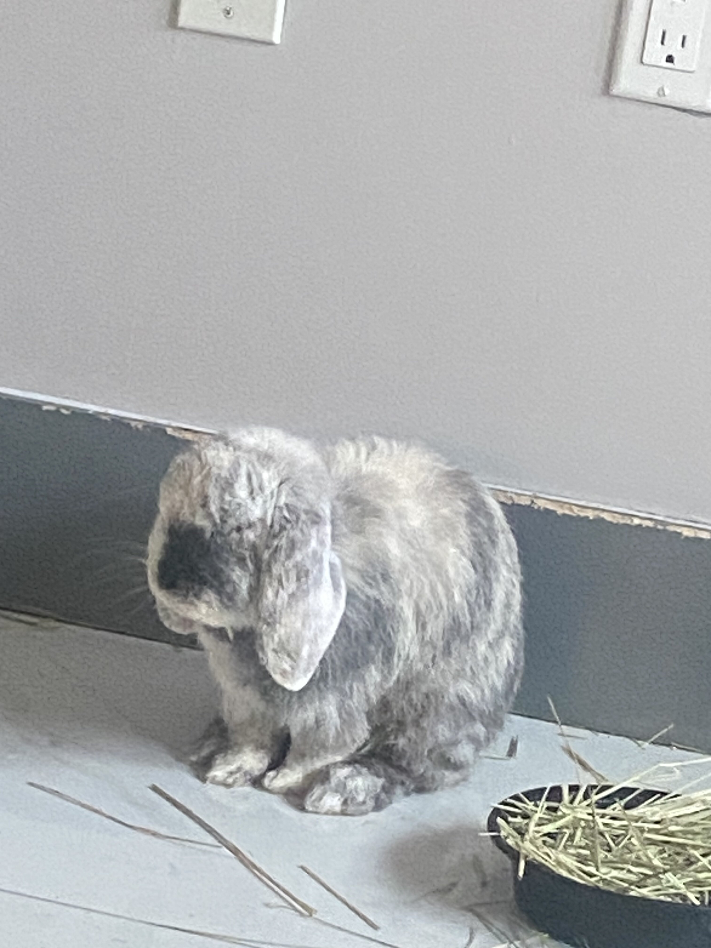 Holland lop ear bunny image 5