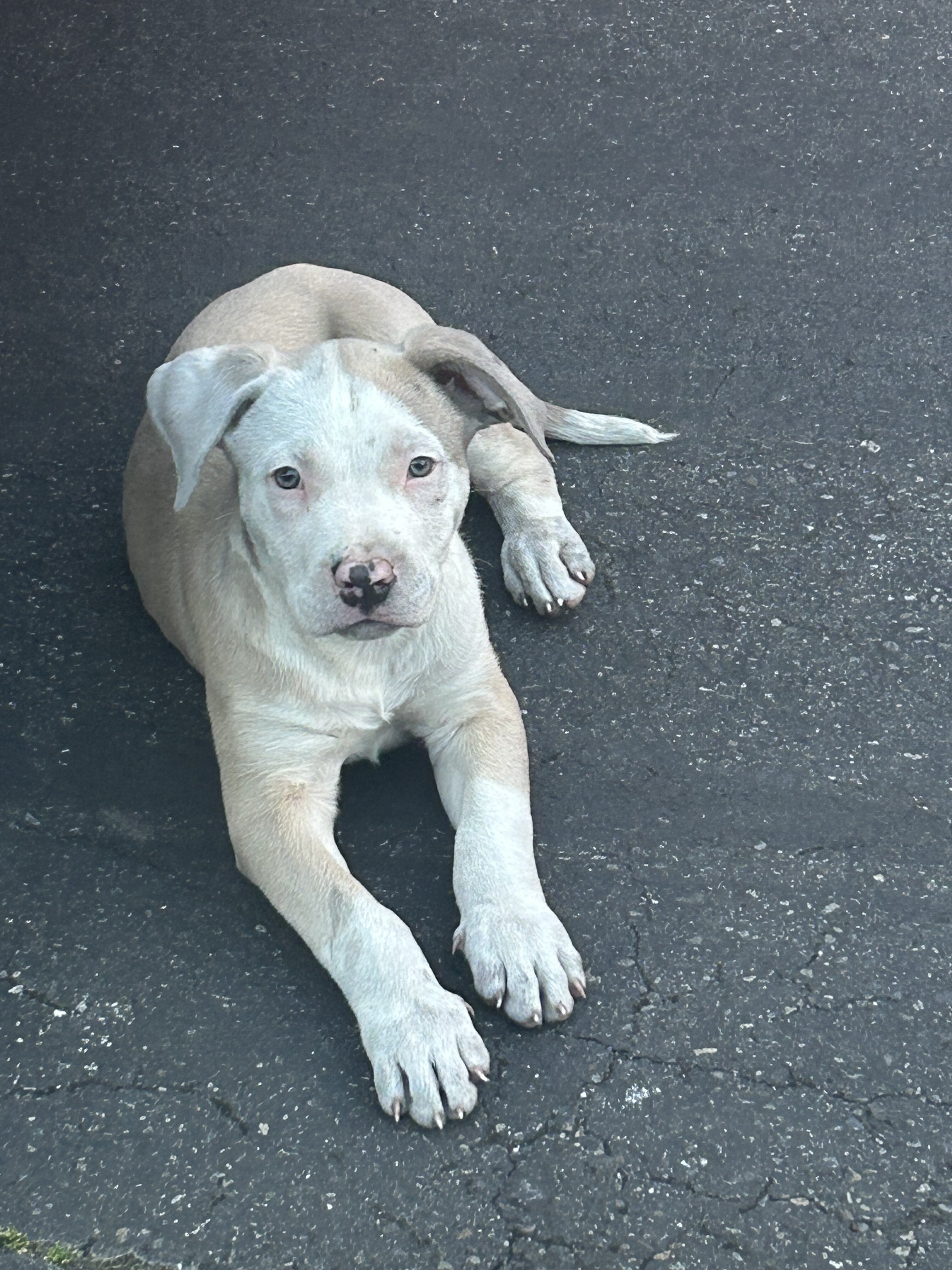 Pit bull mix puppy image 3