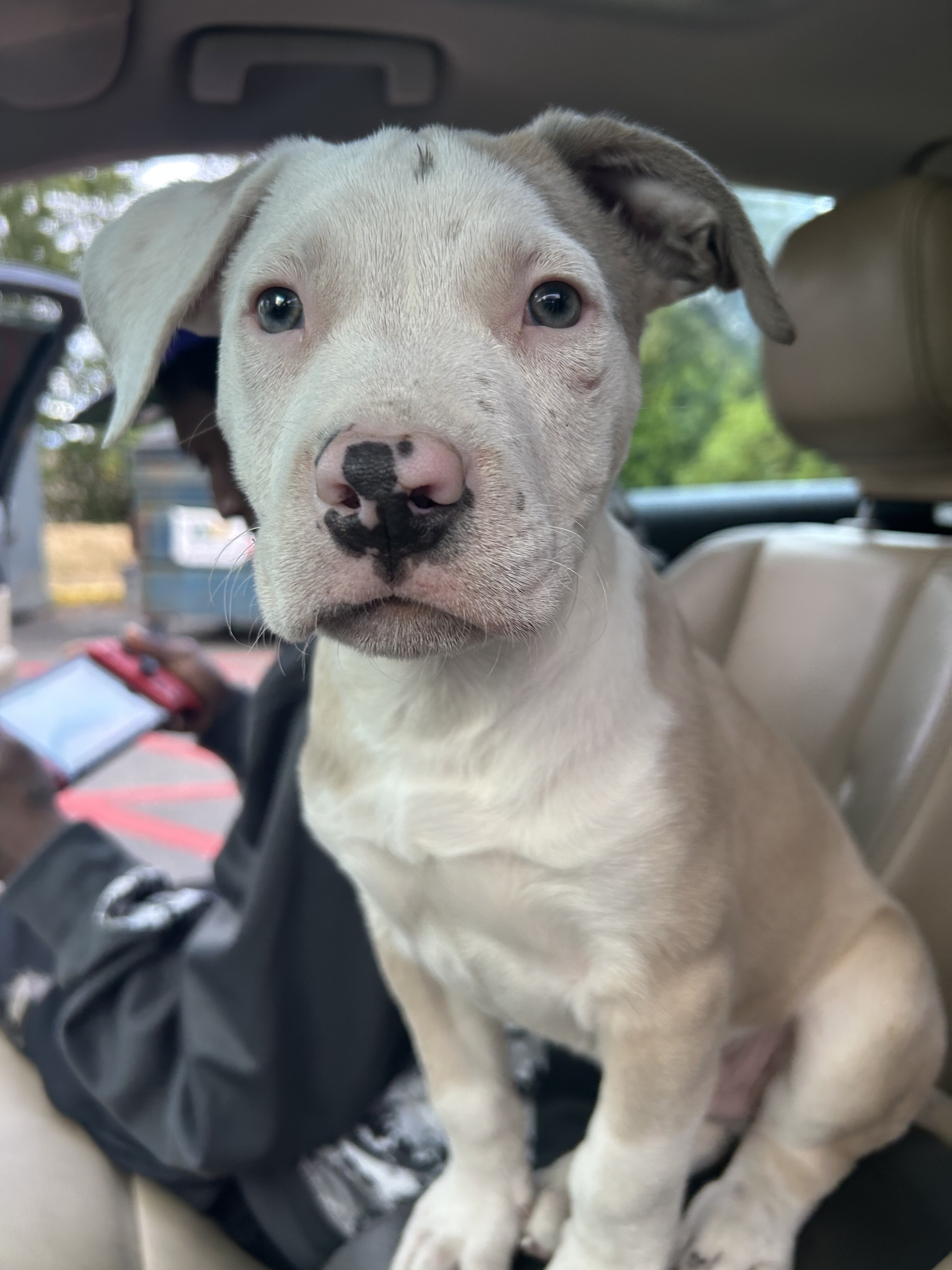 Pit bull mix puppy image 2