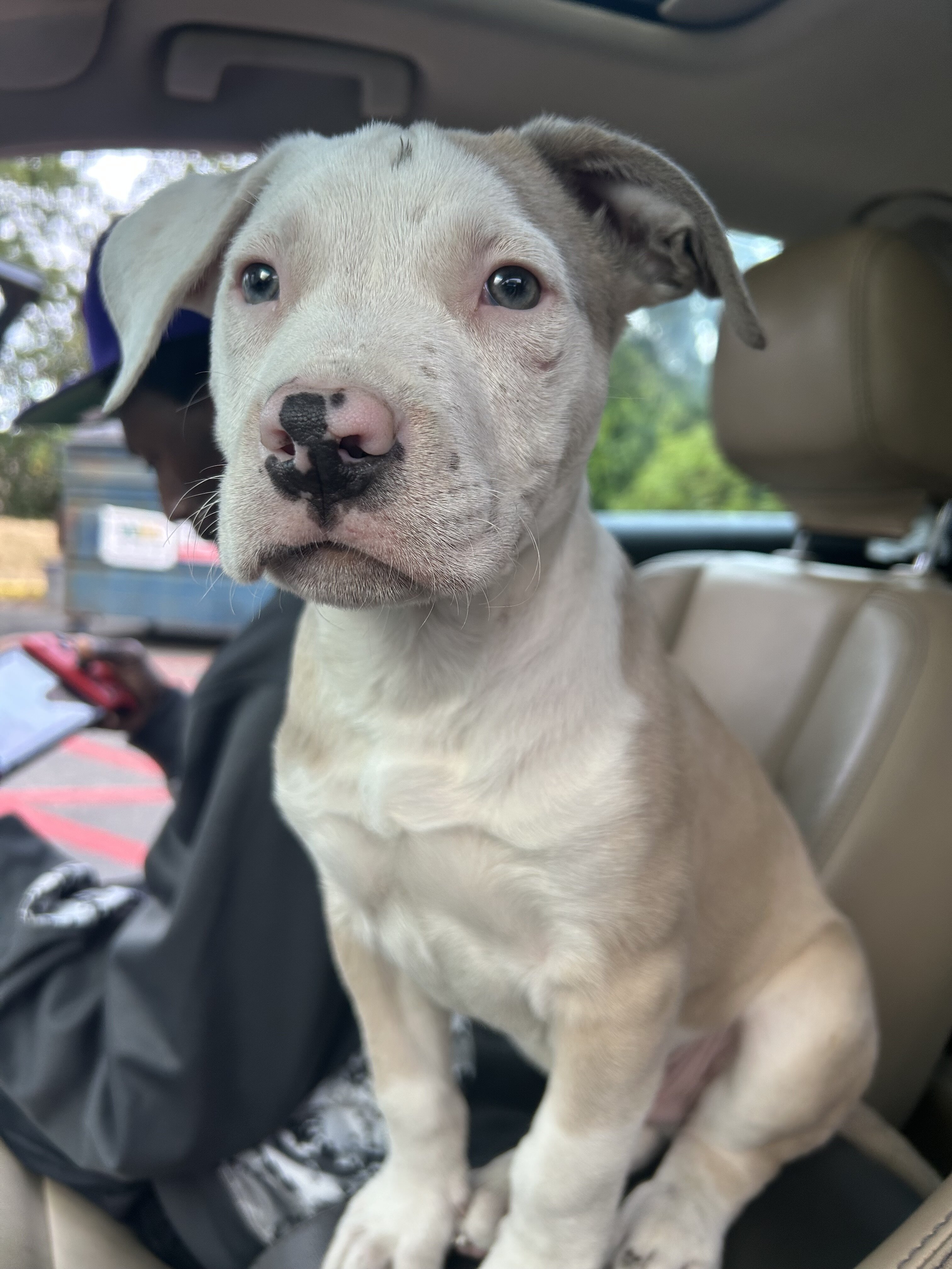 Pit bull mix puppy image 1