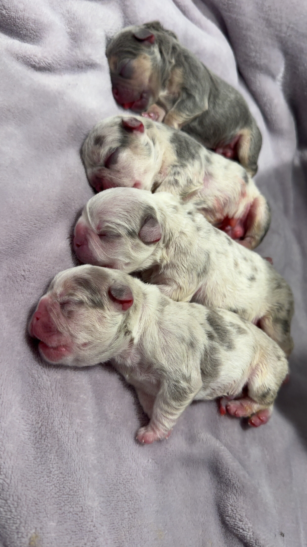 French bulldog image 7