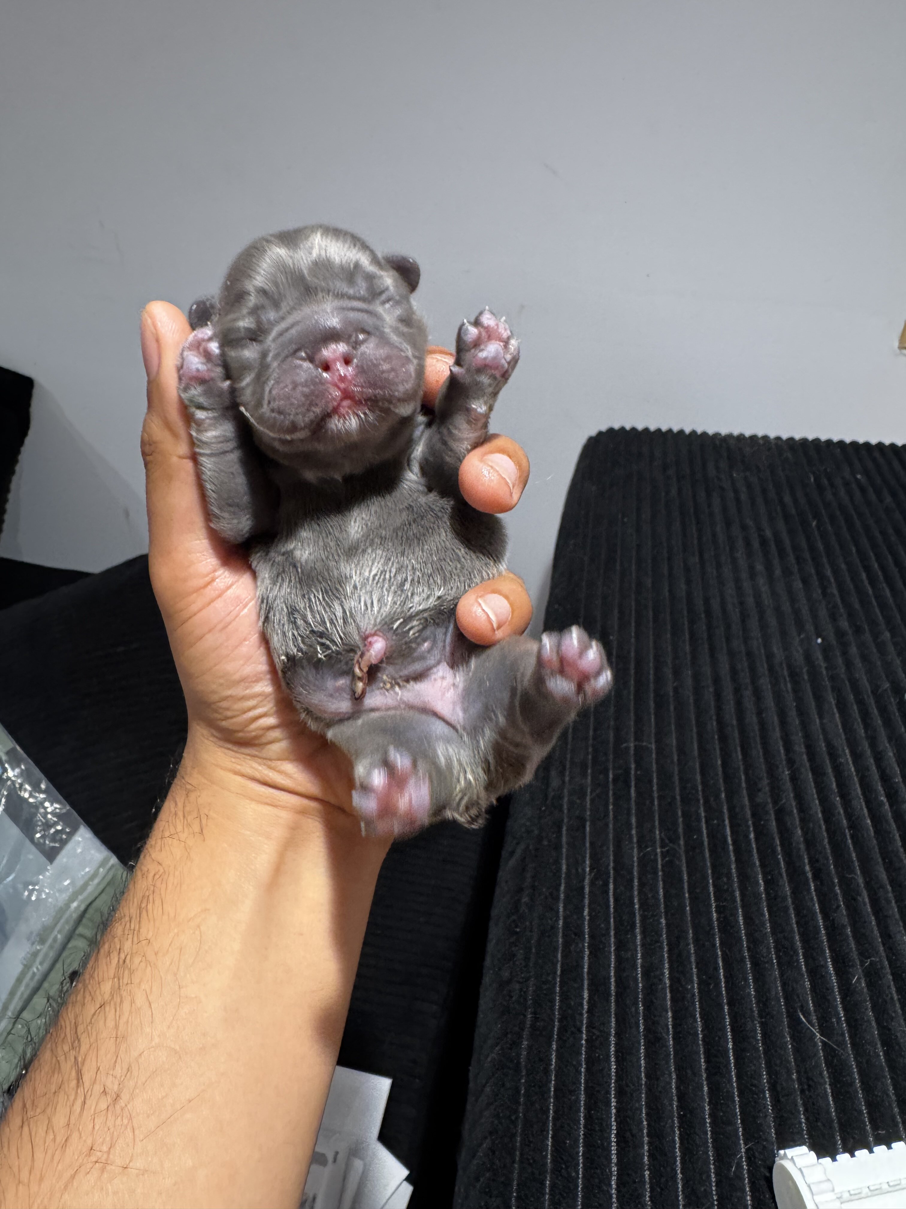 French bulldog image 4