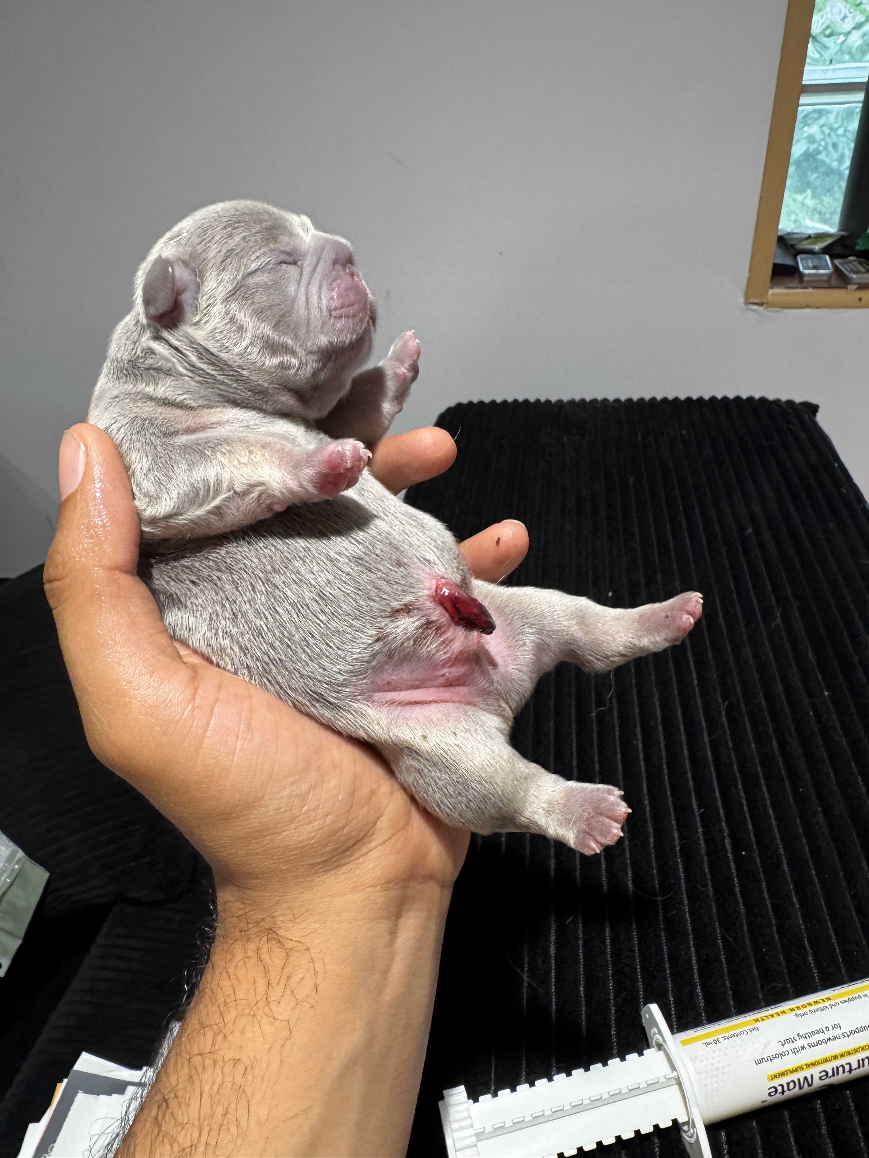 French bulldog image 5