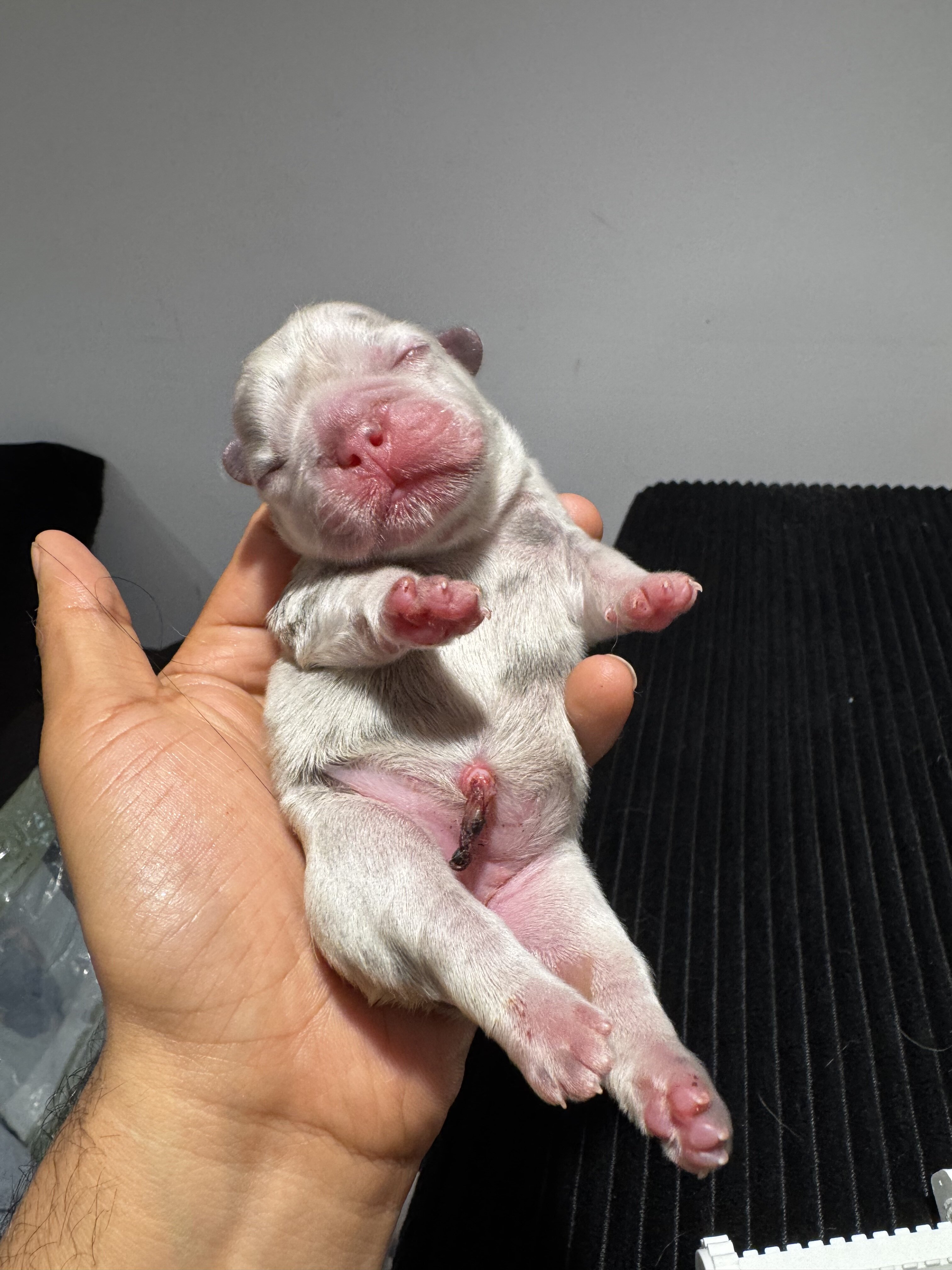 French bulldog image 3