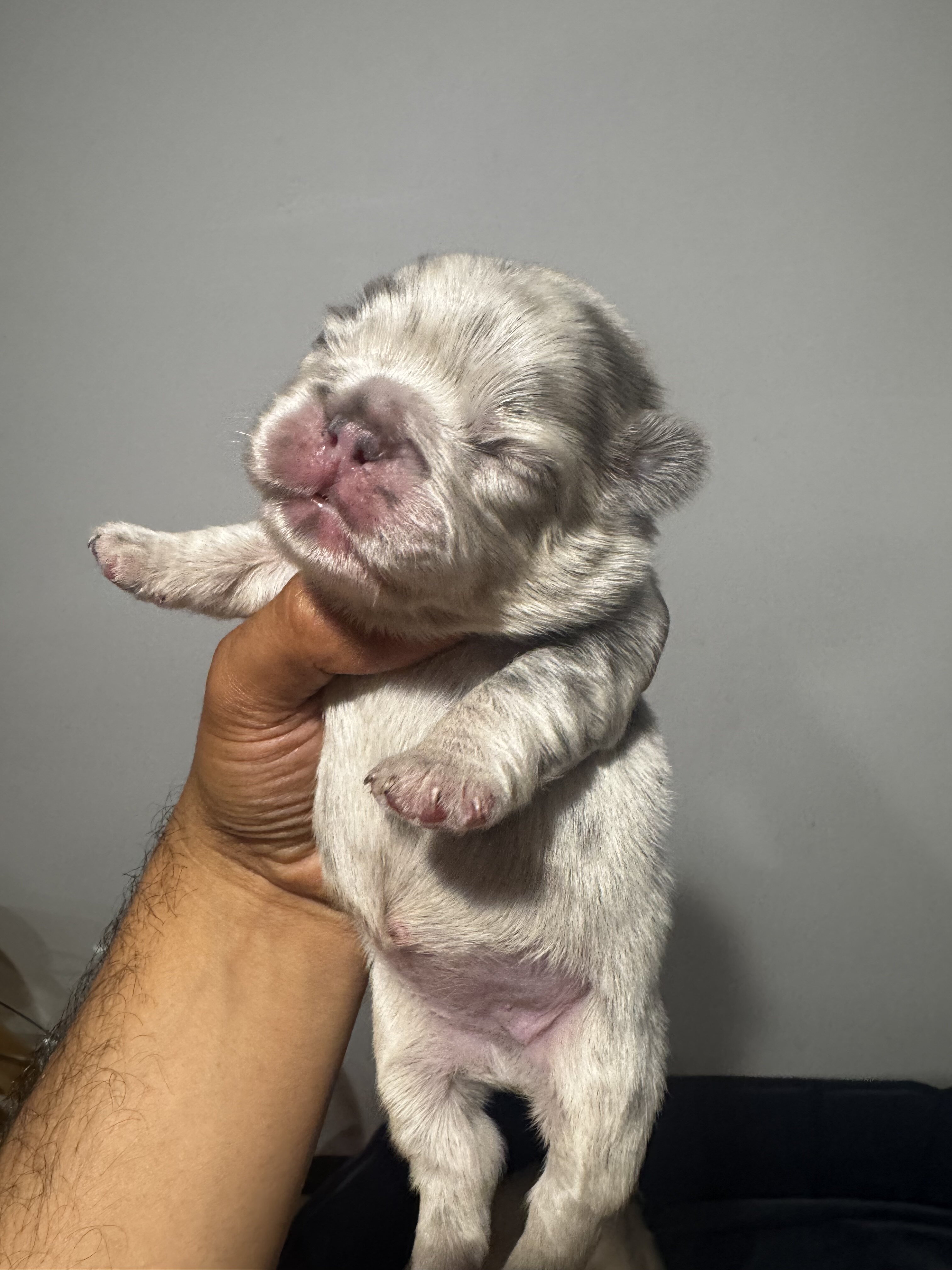 French bulldog image 1