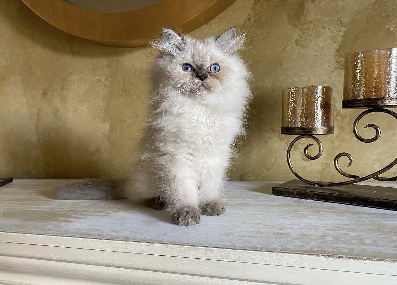 Top Quality Himalayan Kitten image 3