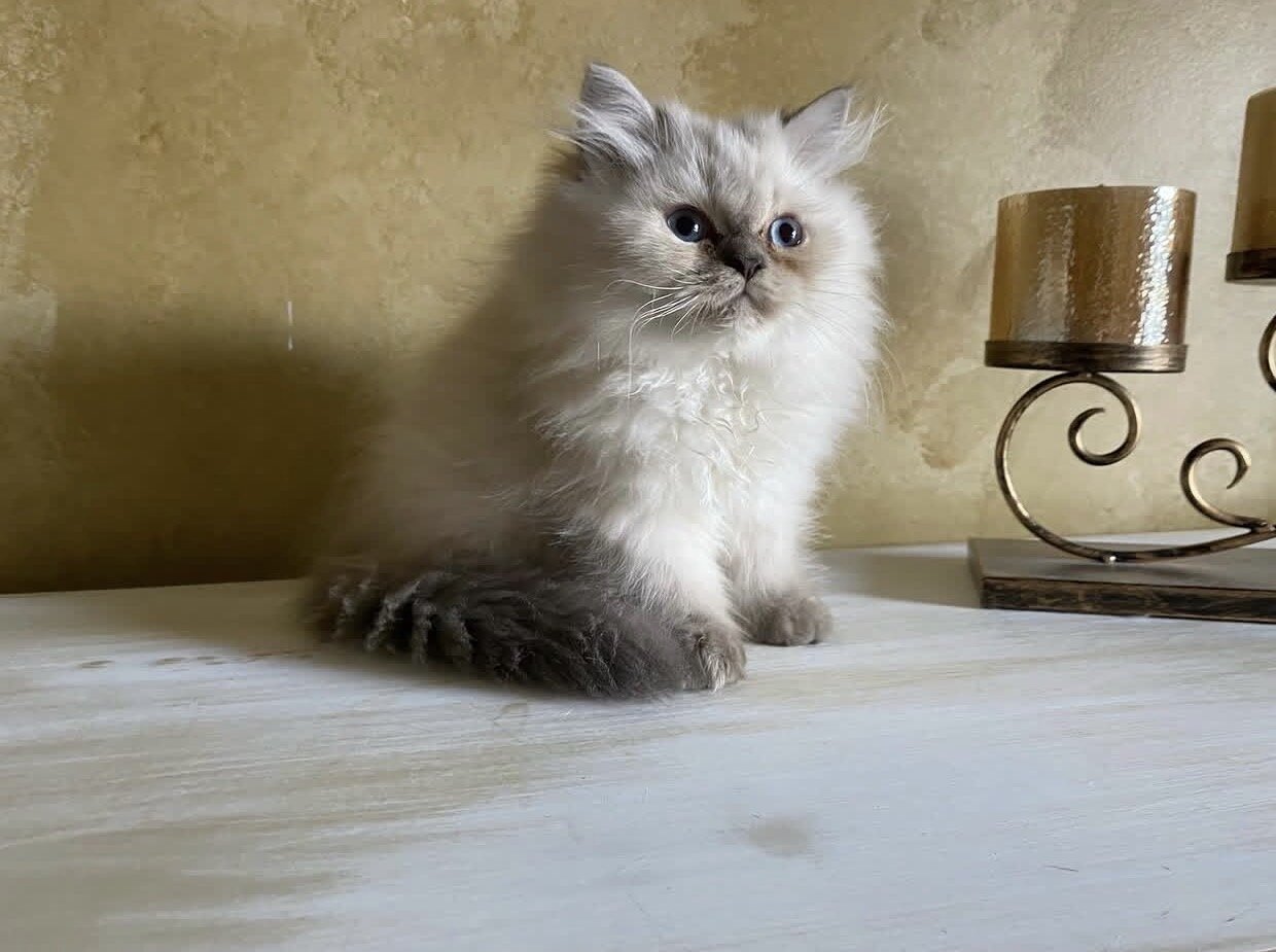 Top Quality Himalayan Kitten image 1