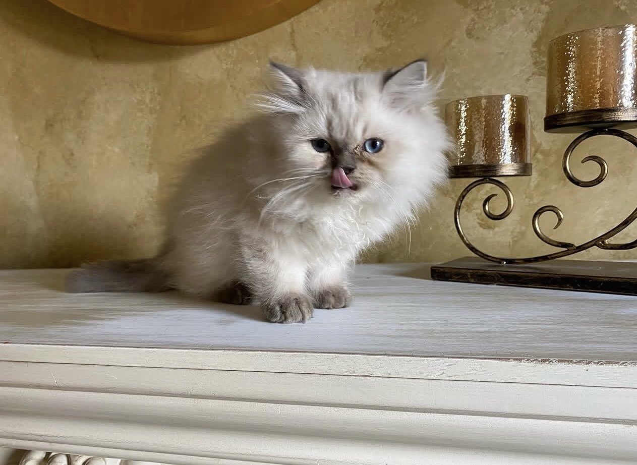 Top Quality Himalayan Kitten image 2
