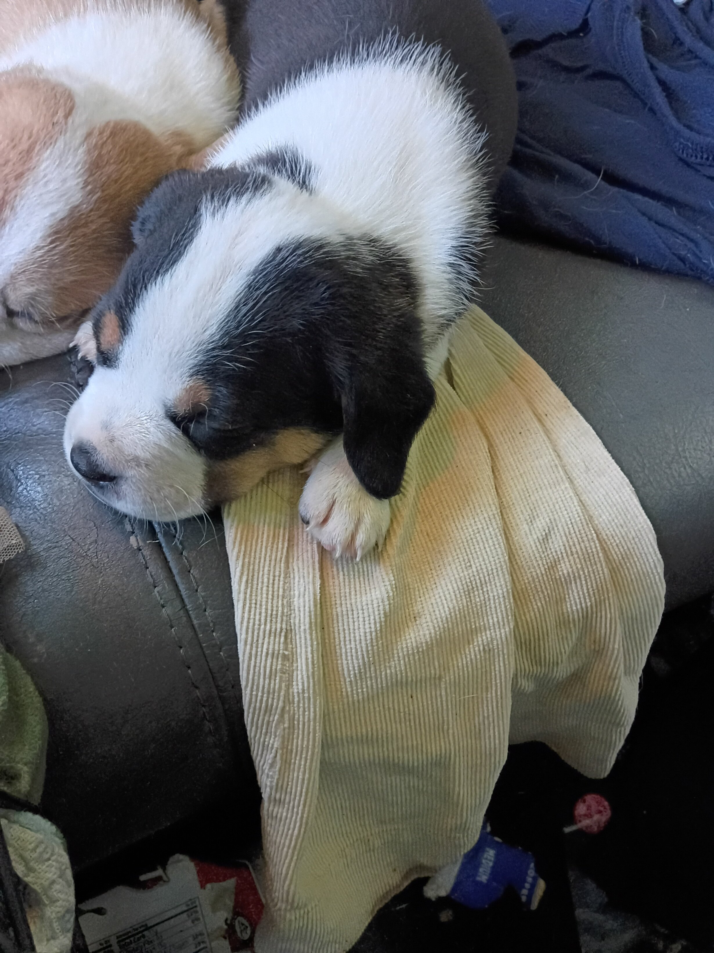 Puppies image 1