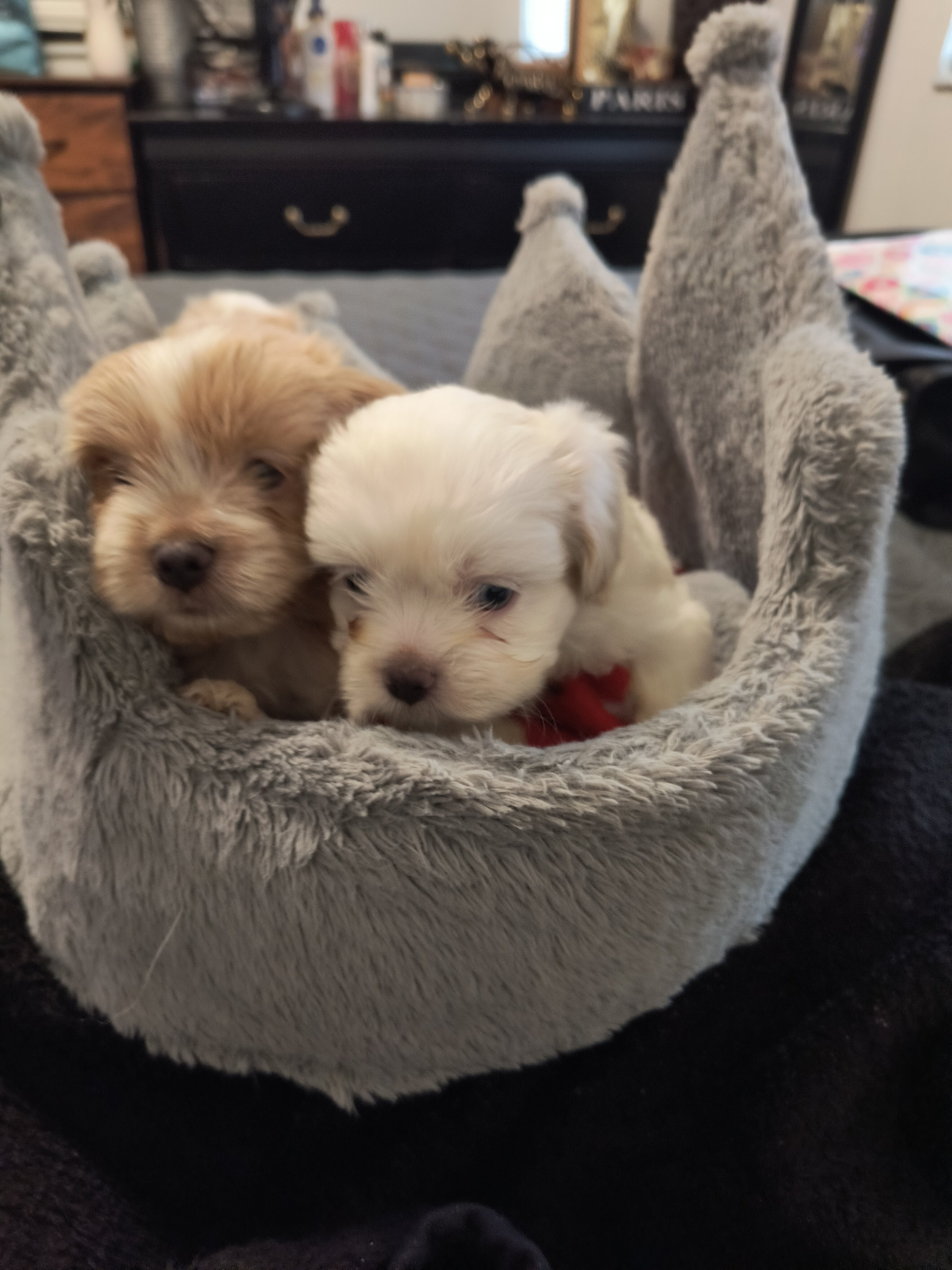 Shihpoo Puppies image 1
