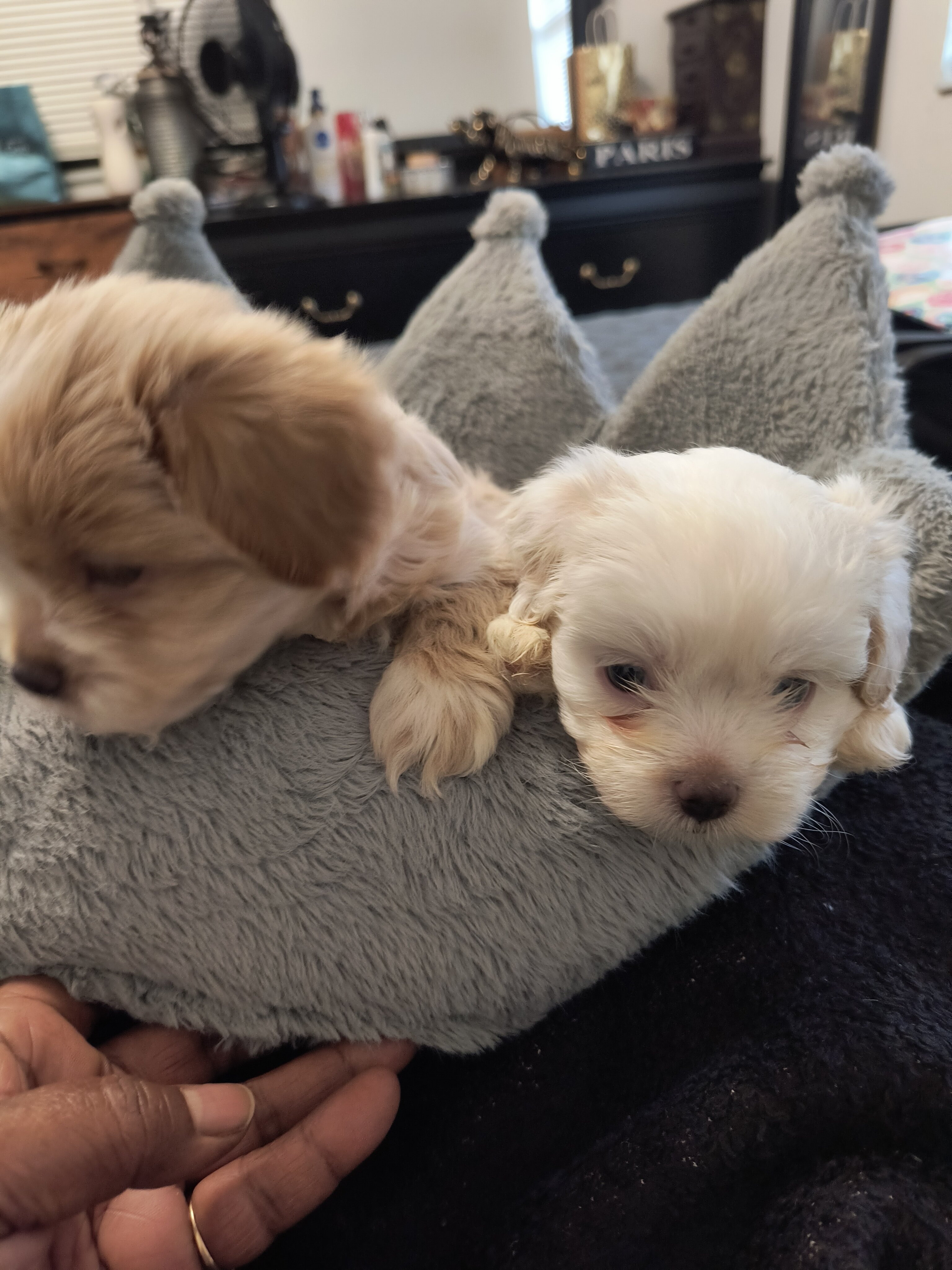 Shihpoo Puppies image 2