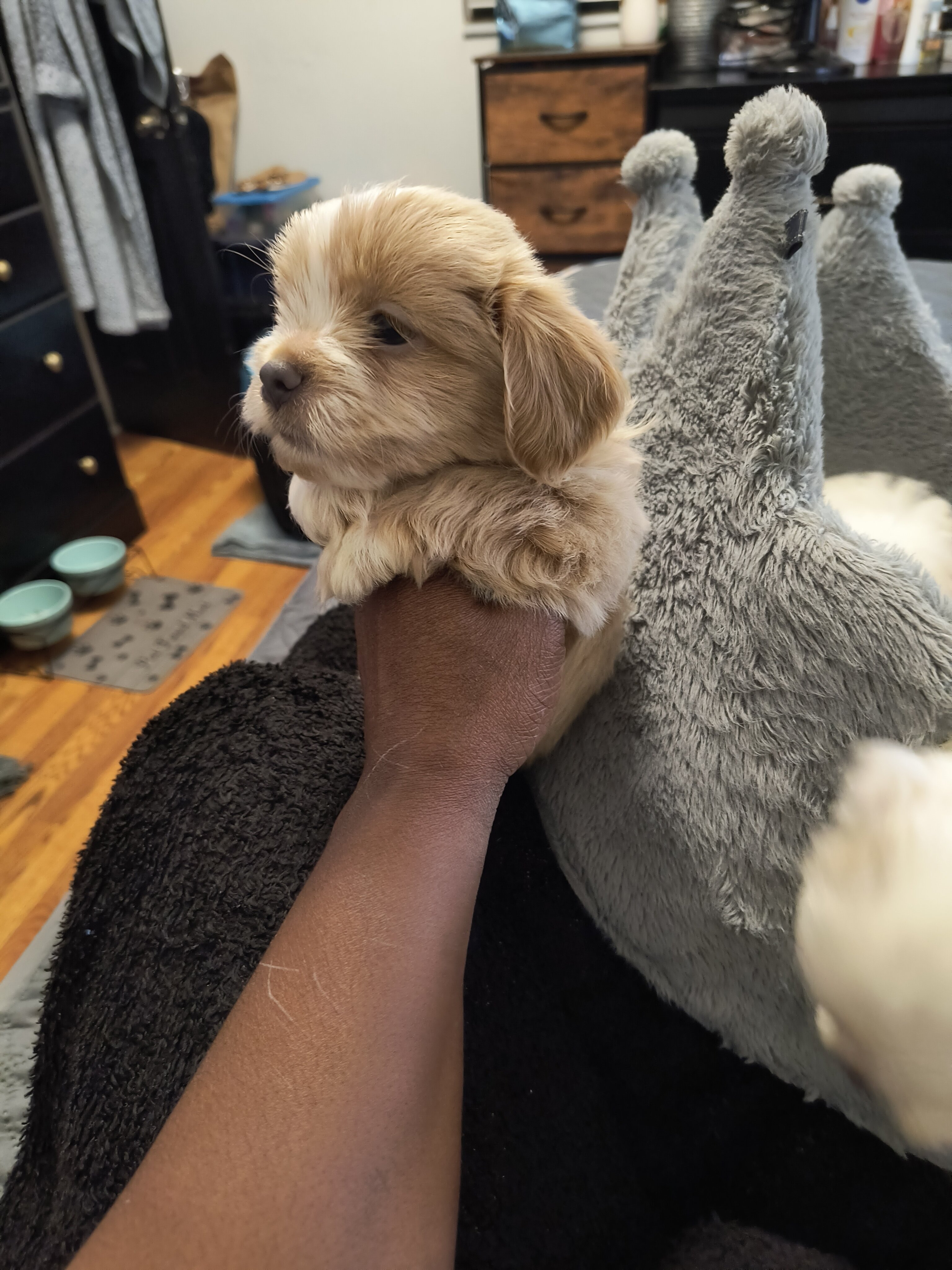 Shihpoo Puppies image 3