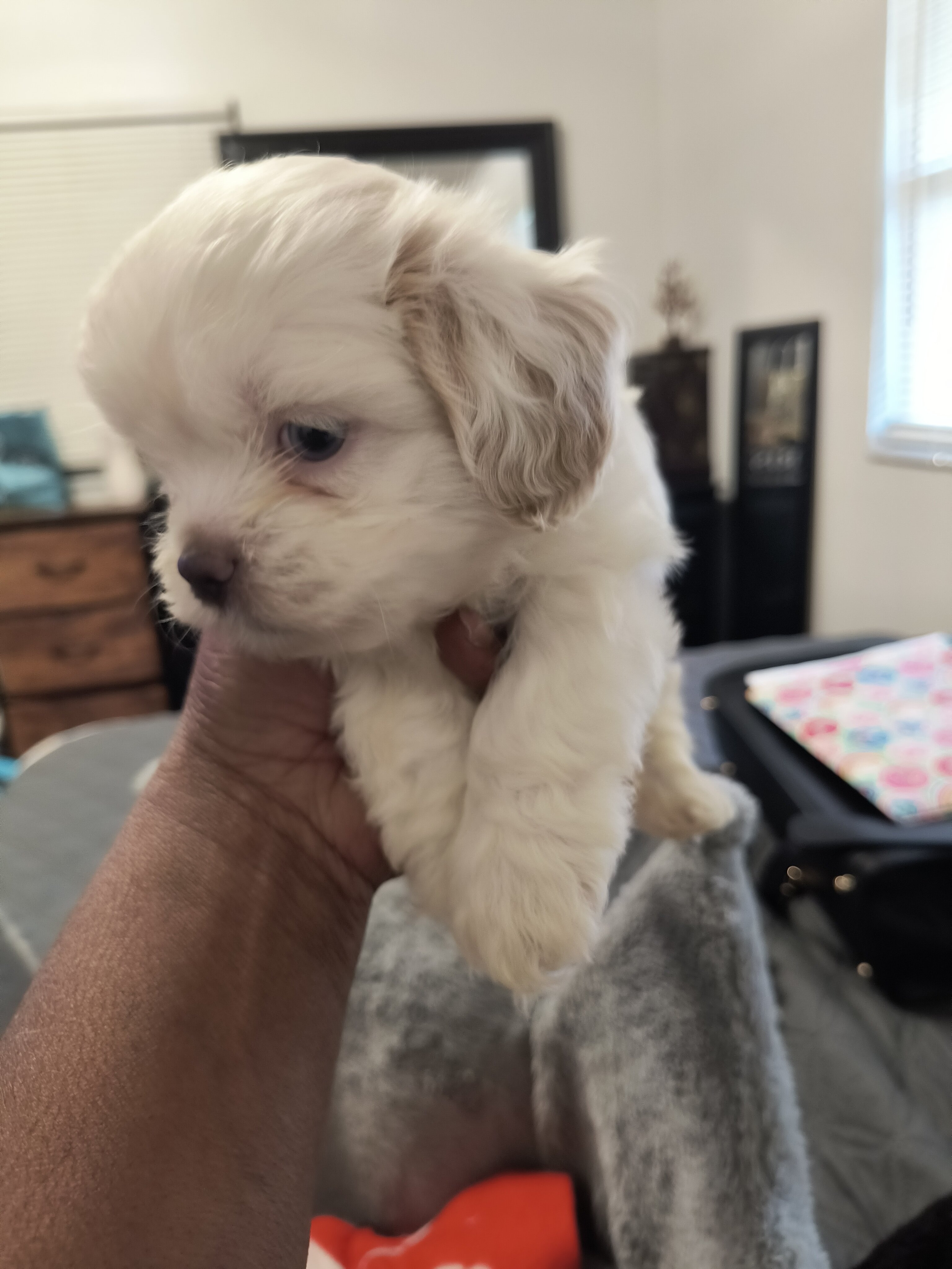 Shihpoo Puppies image 4