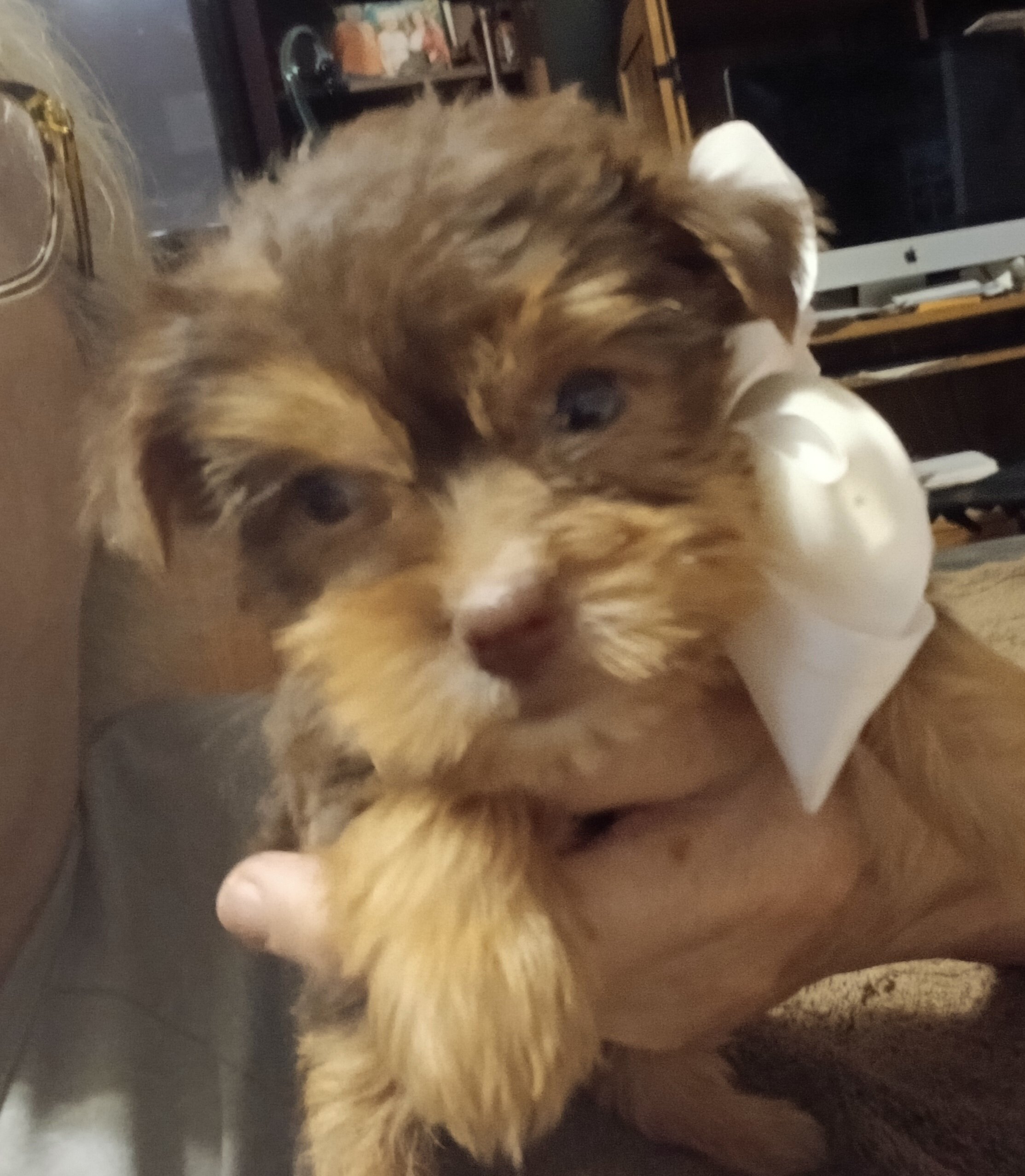 Tiny Adorable yorkie babies image 2