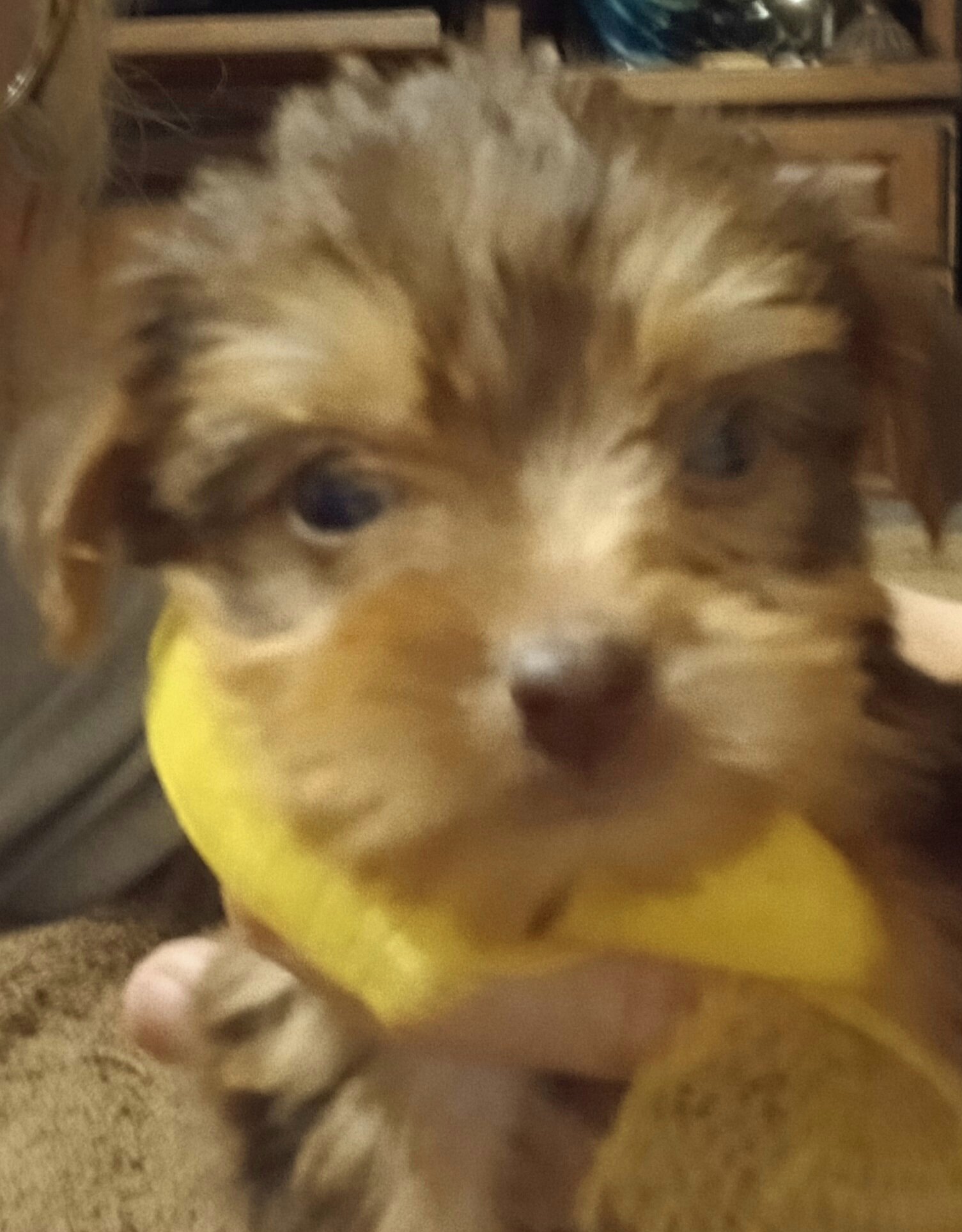 Tiny Adorable yorkie babies image 3