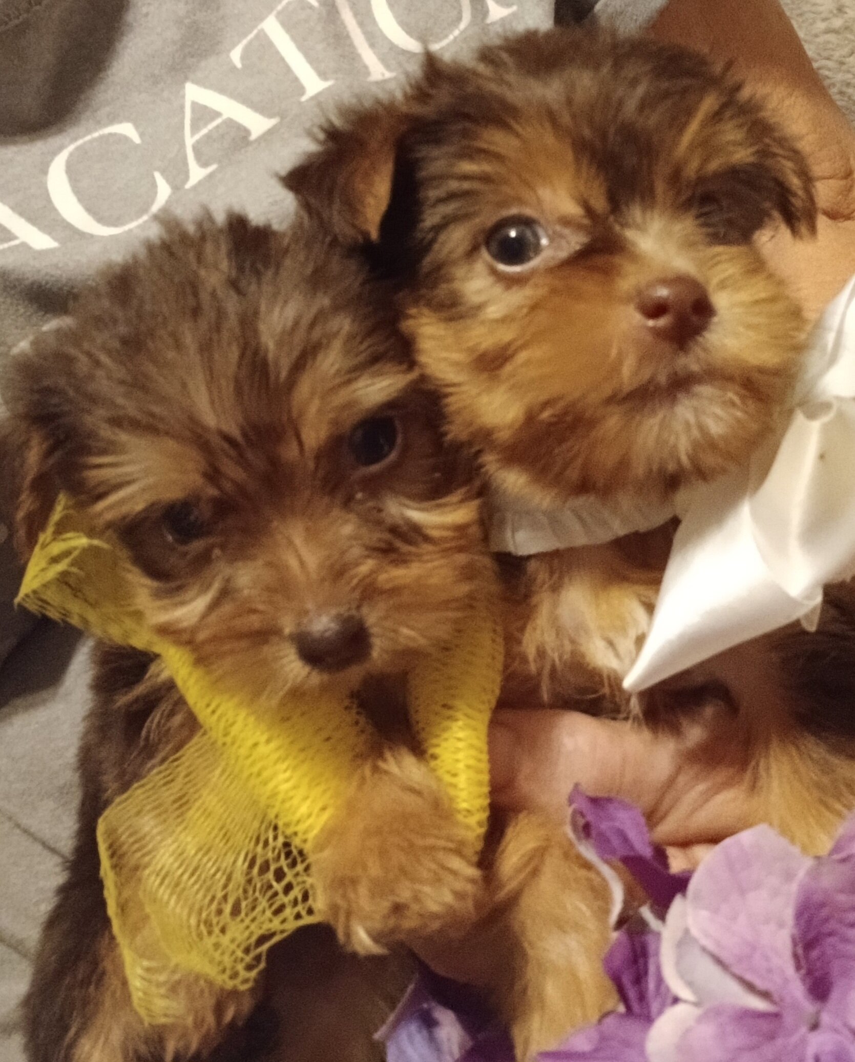 Tiny Adorable yorkie babies image 1