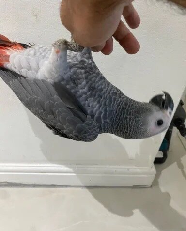 Hand reared Congo African Grey Exotic Parrot image 5