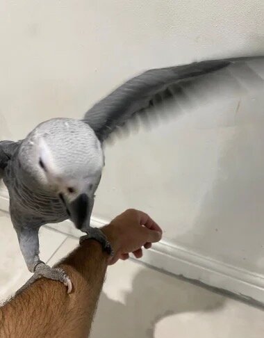 Hand reared Congo African Grey Exotic Parrot image 3