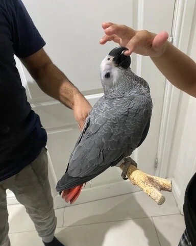 Hand reared Congo African Grey Exotic Parrot image 1