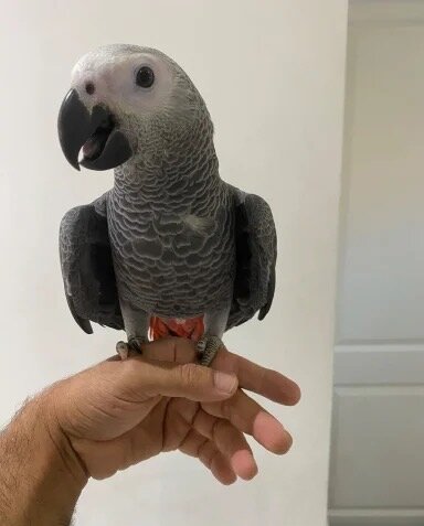 Hand reared Congo African Grey Exotic Parrot image 4