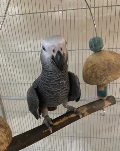 Hand reared Congo African Grey Exotic Parrot image 2