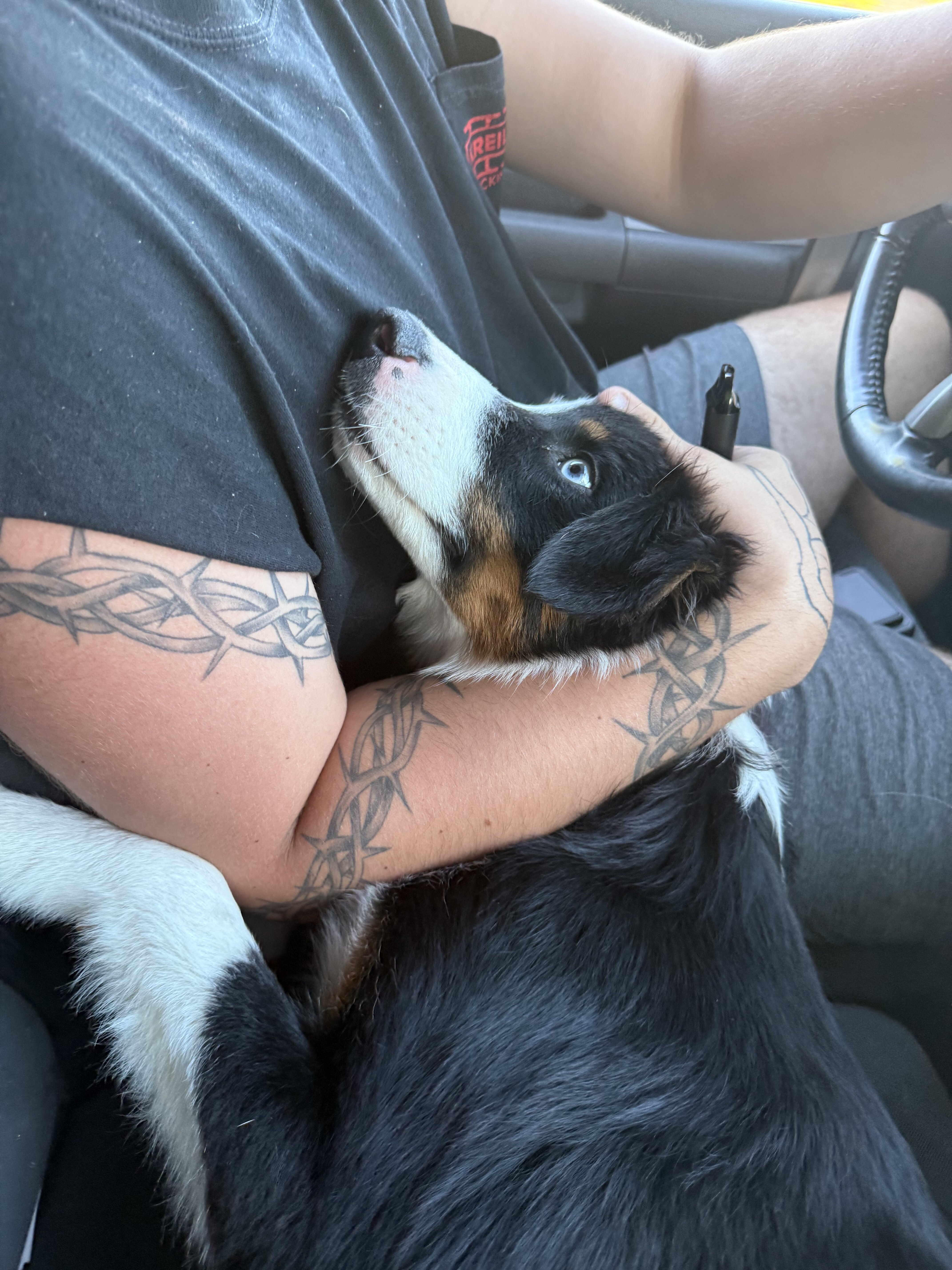 Pure bred Aussie puppy image 1