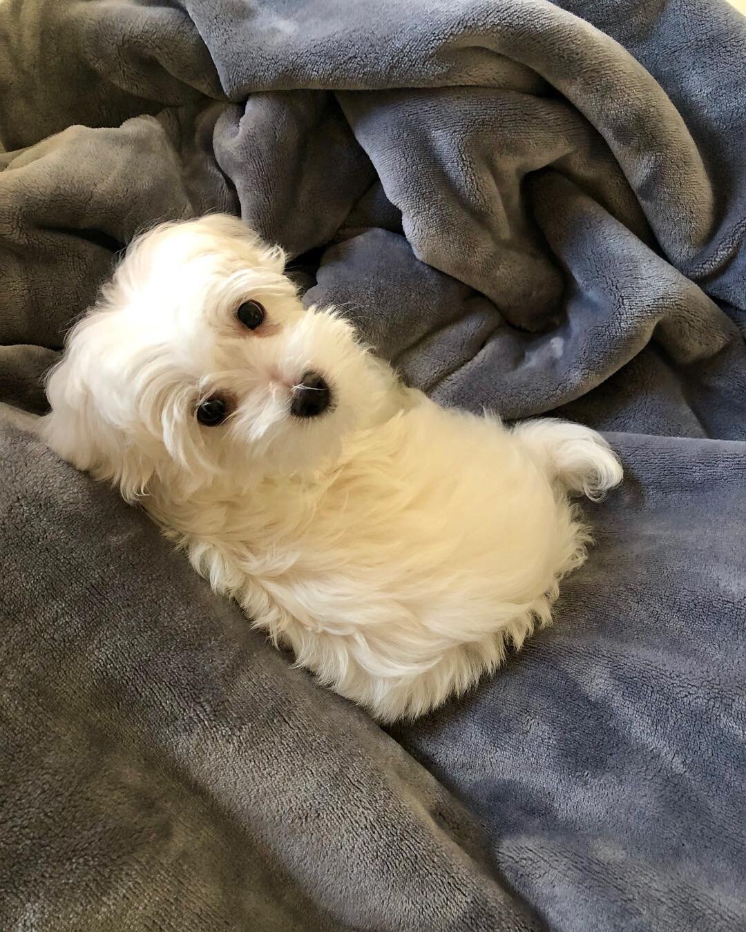 Quality Maltese puppy image 1