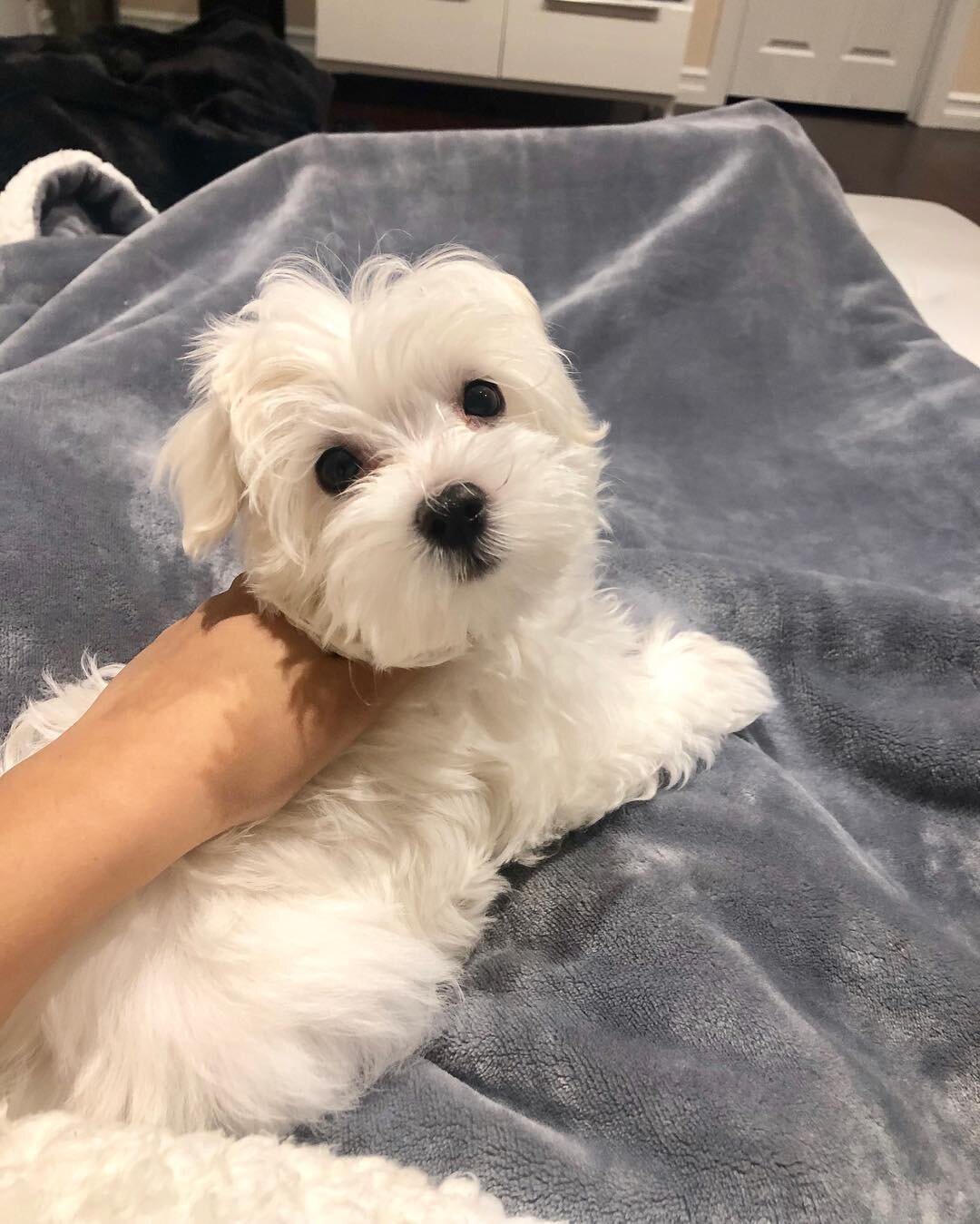 Quality Maltese puppy image 2