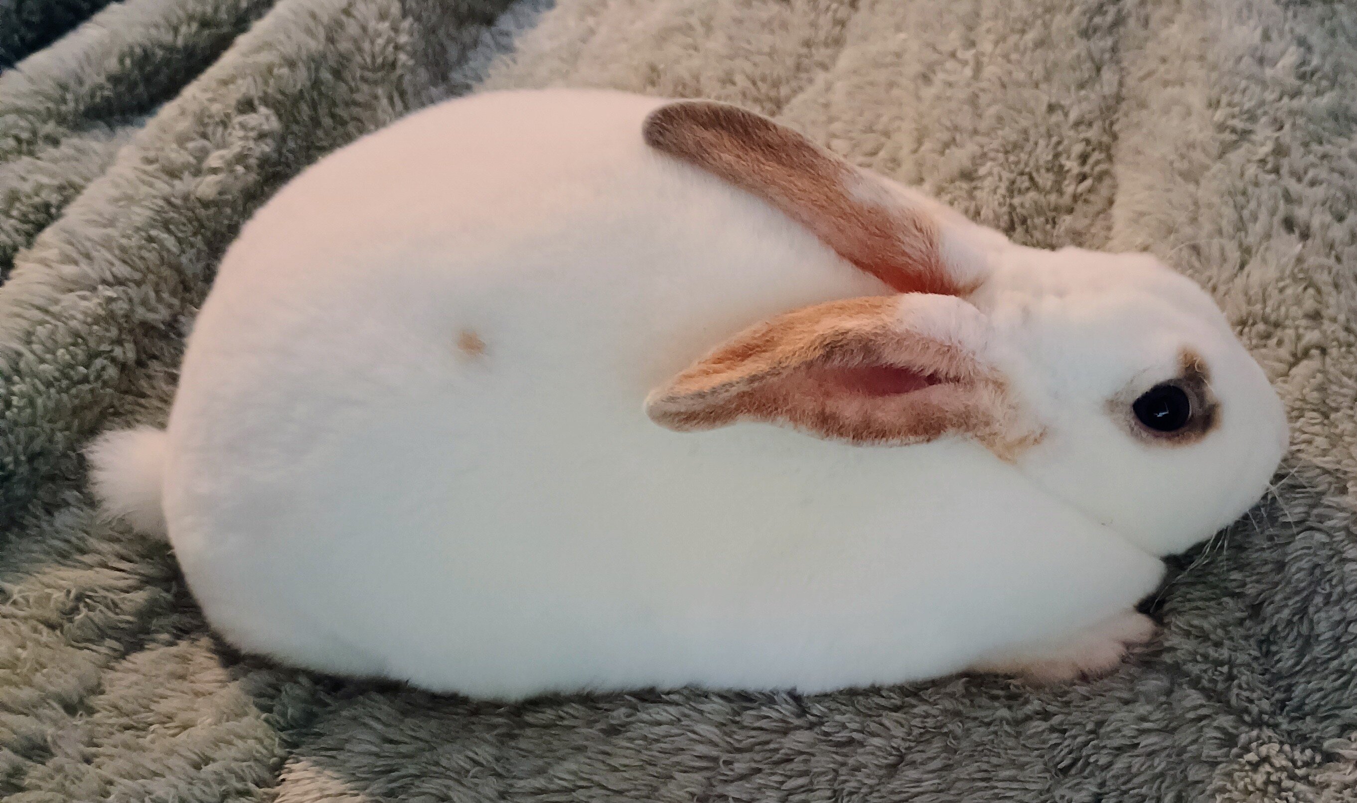 Mini Rex Rabbits image 2