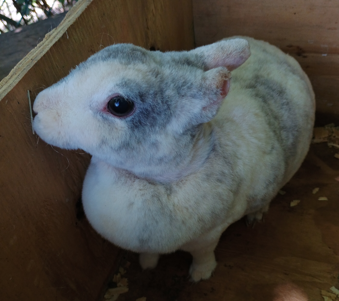 Mini Rex Rabbits image 3