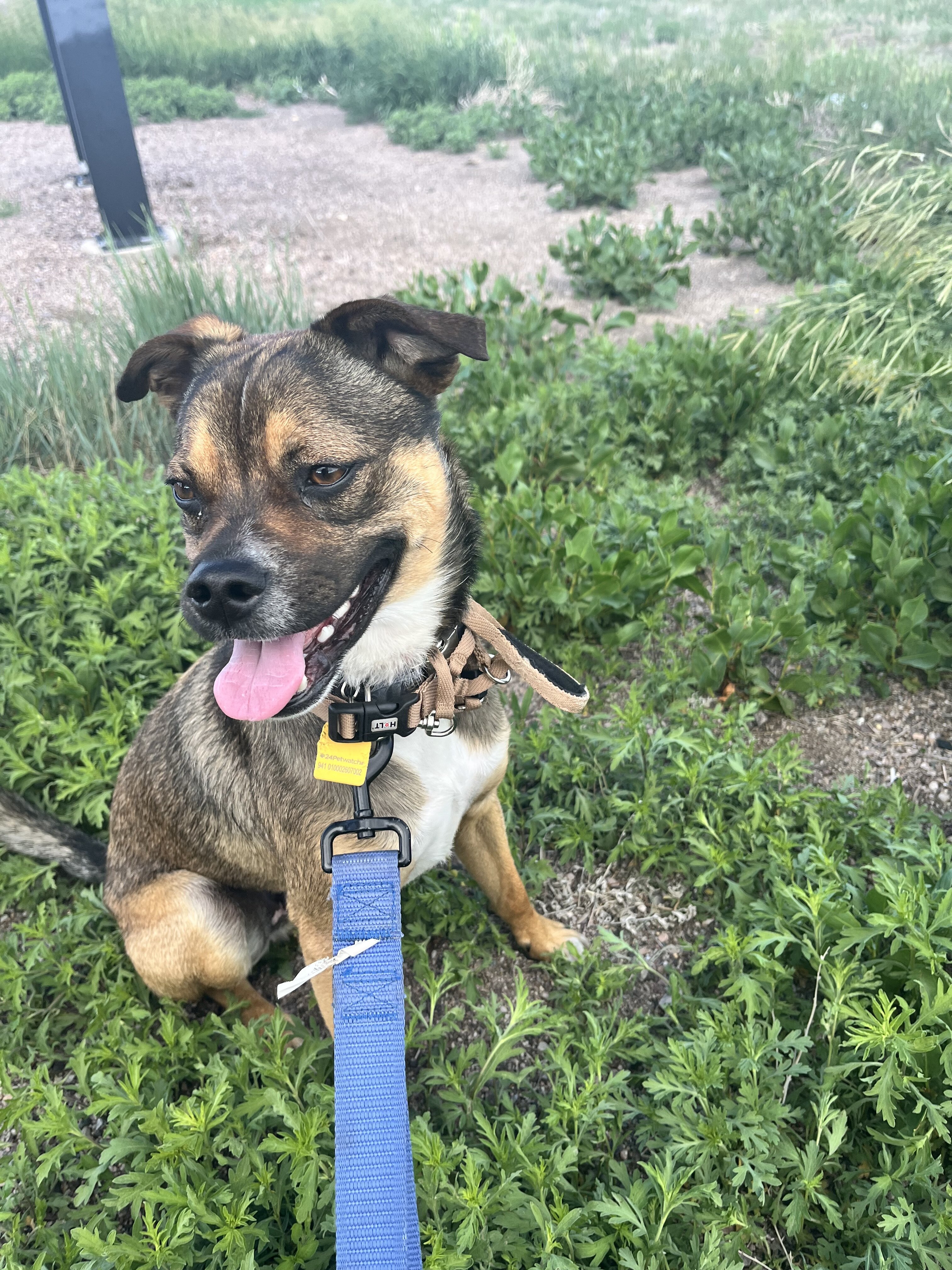 Pug and Australian Cattle Dog image 1