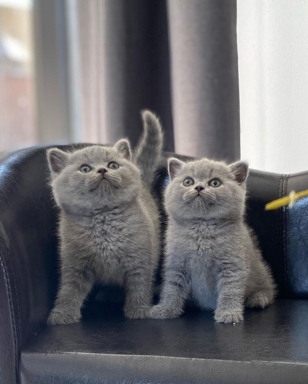 Male and Female British Shorthair kittens image 3