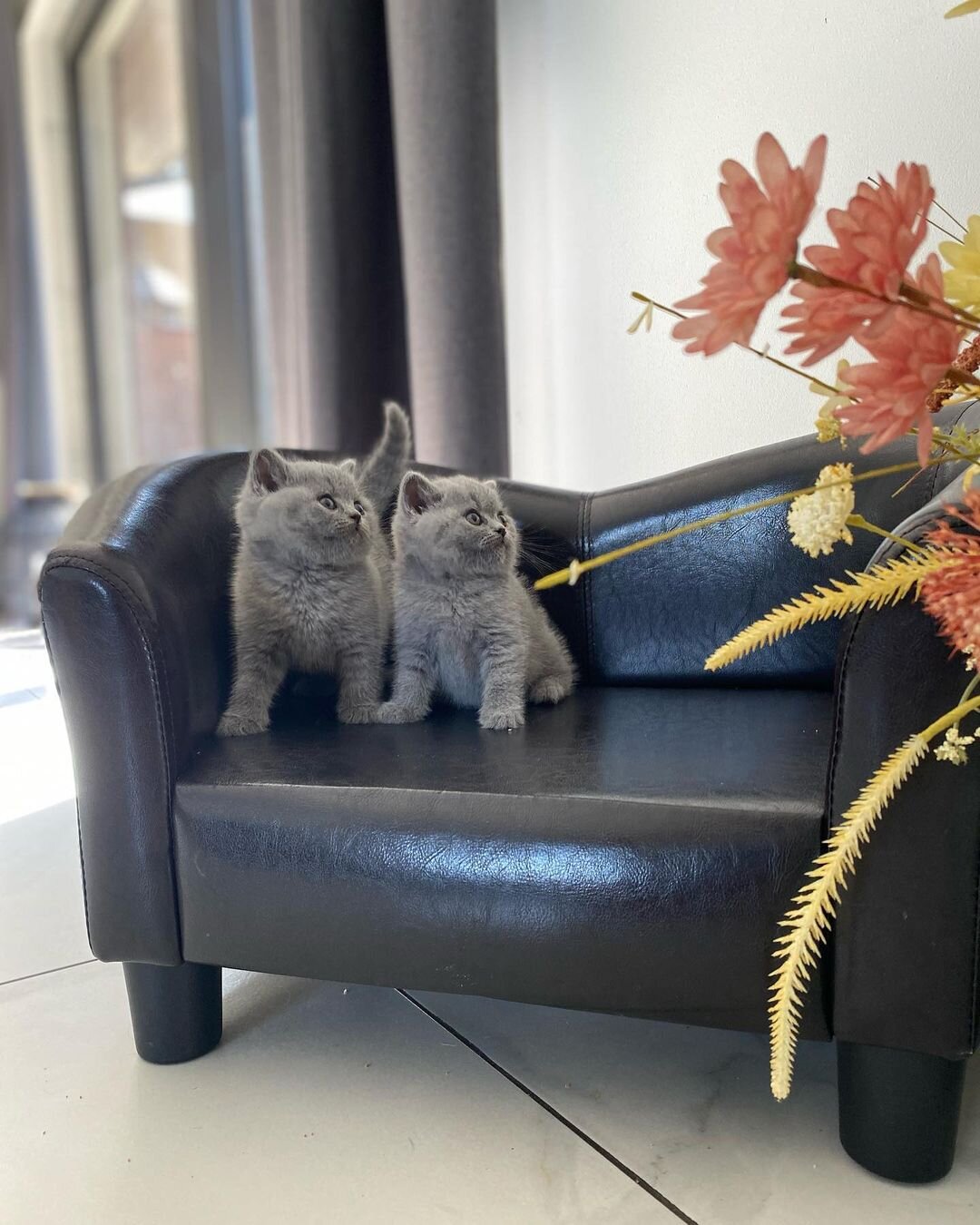 Male and Female British Shorthair kittens image 4