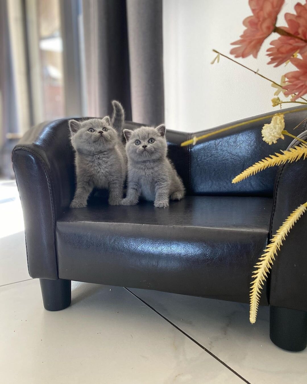 Male and Female British Shorthair kittens image 1