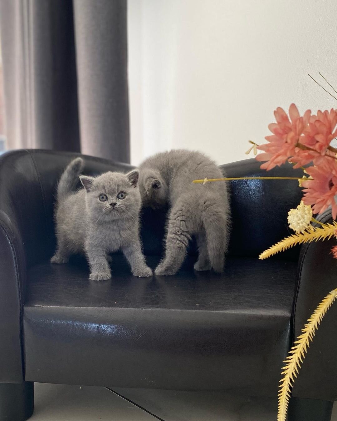 Male and Female British Shorthair kittens image 2