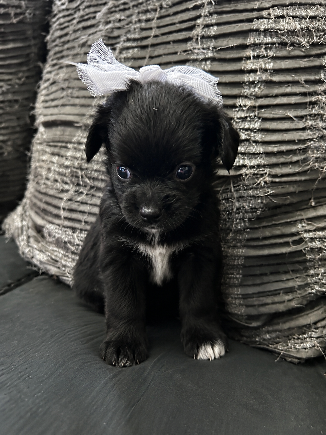 puppies image 4