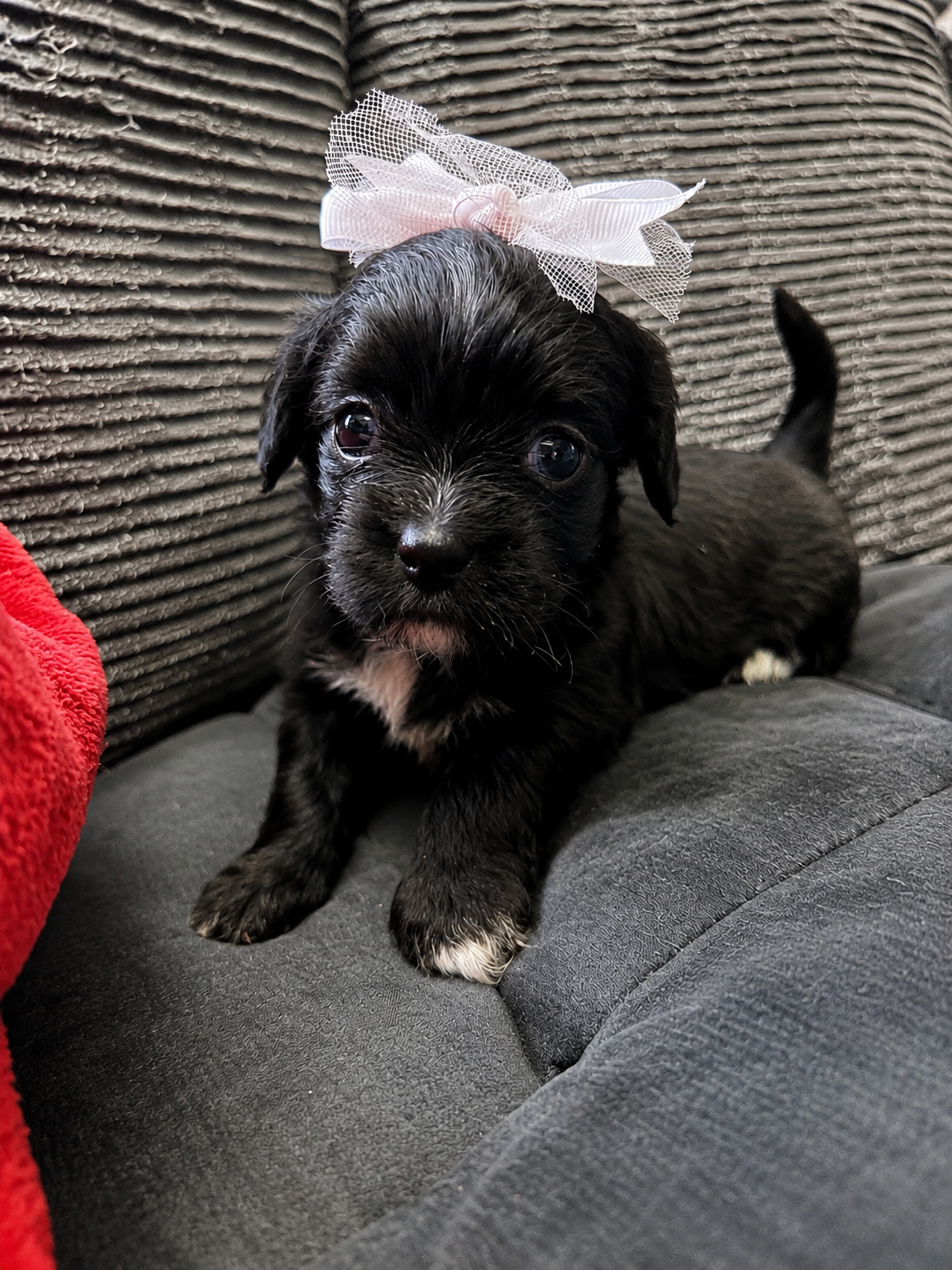 puppies image 3