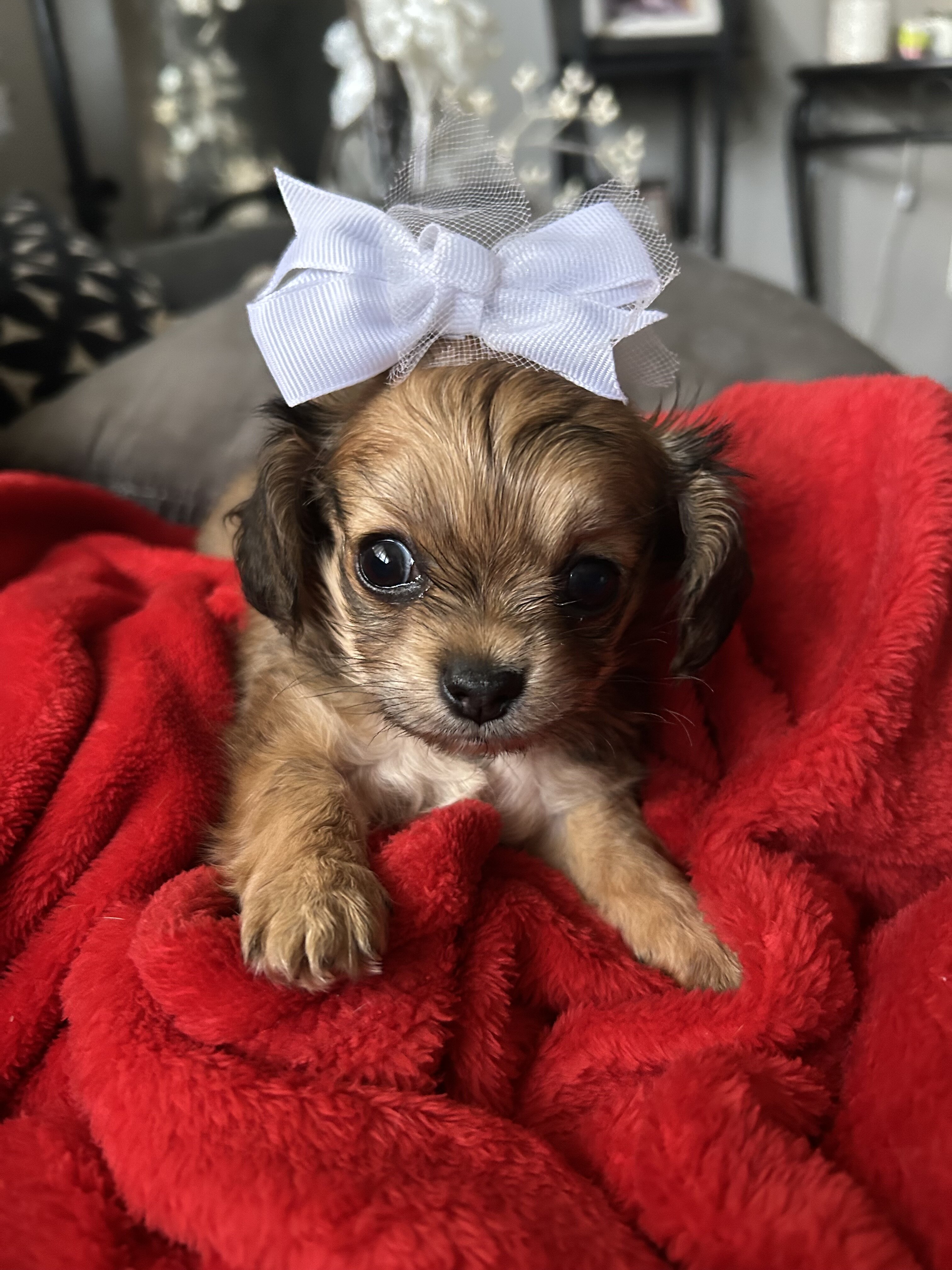 puppies image 1