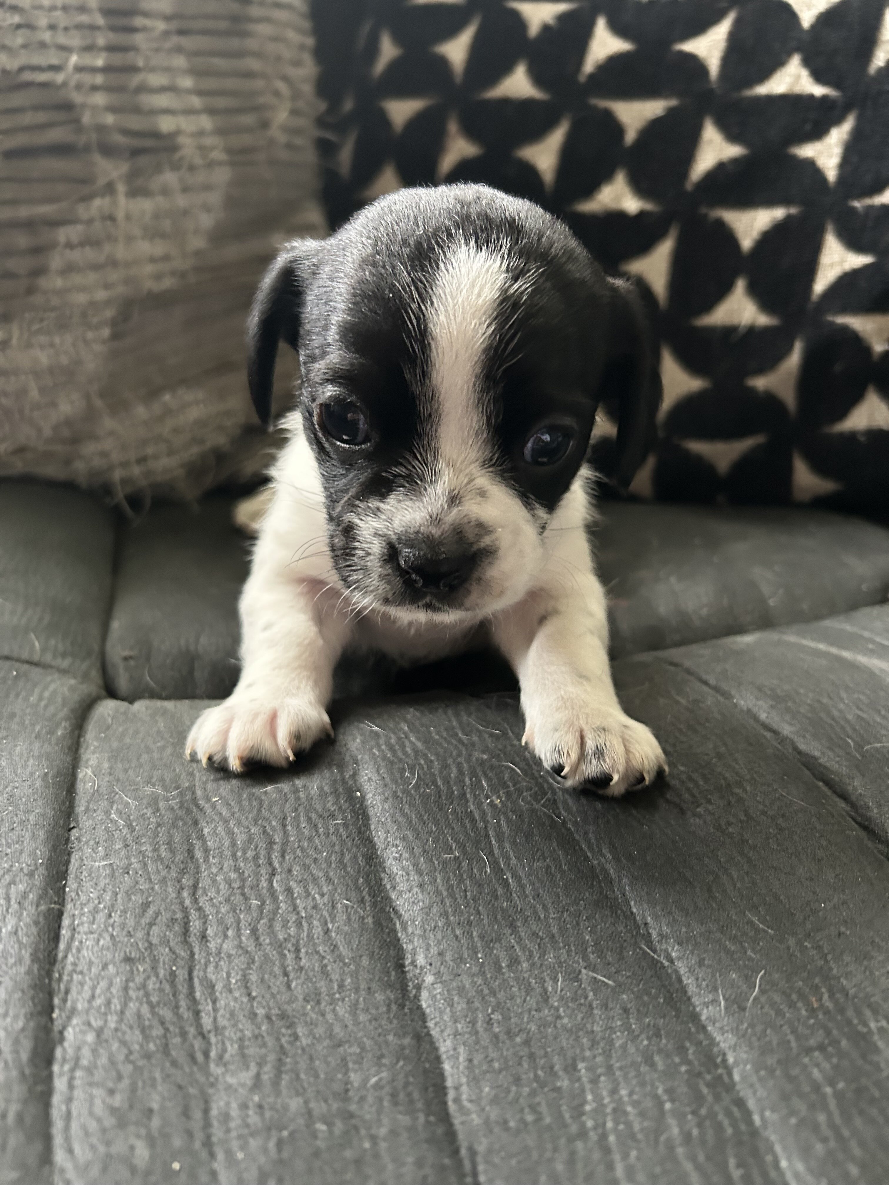 puppies image 5