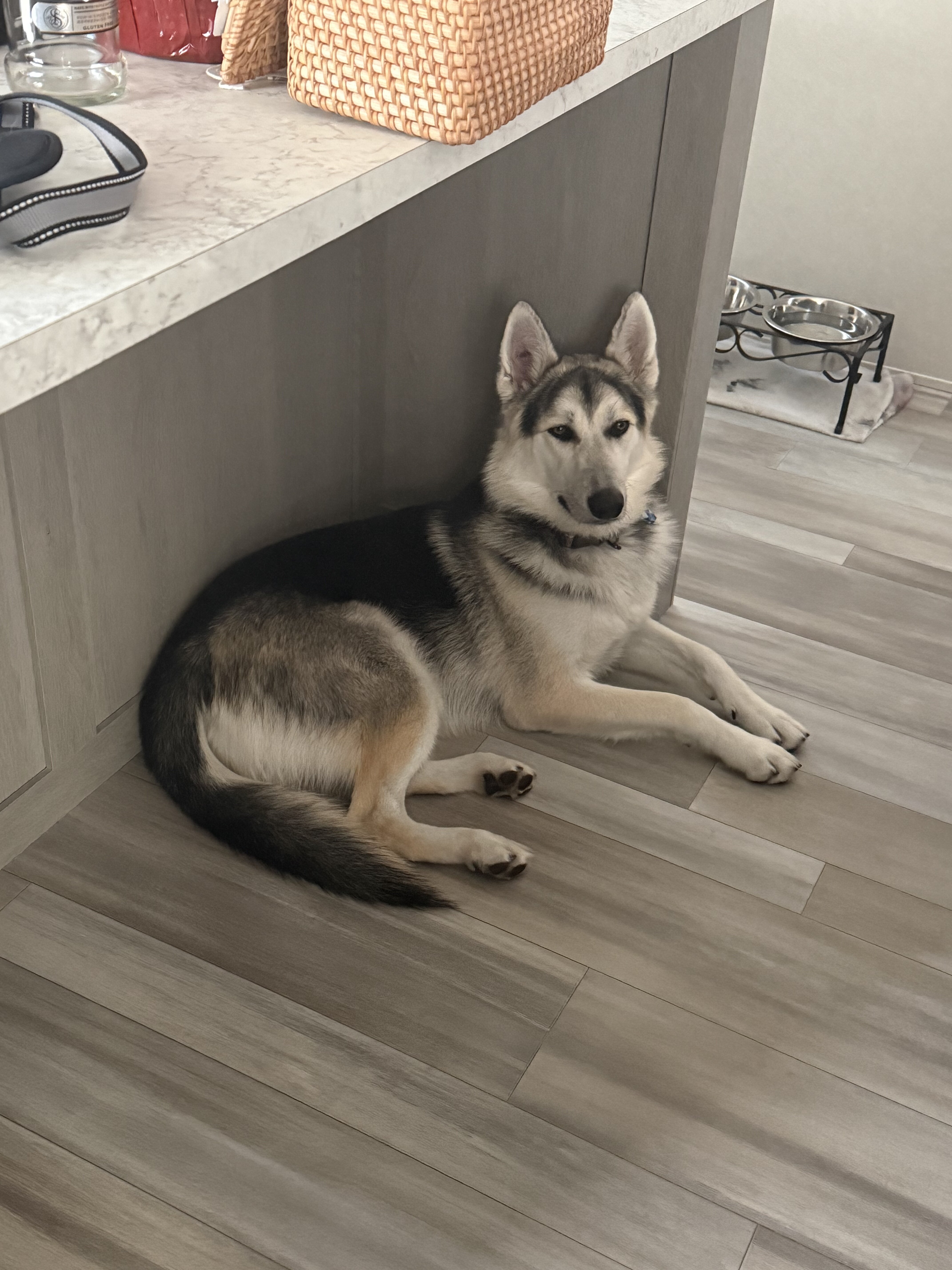 Dog image 2