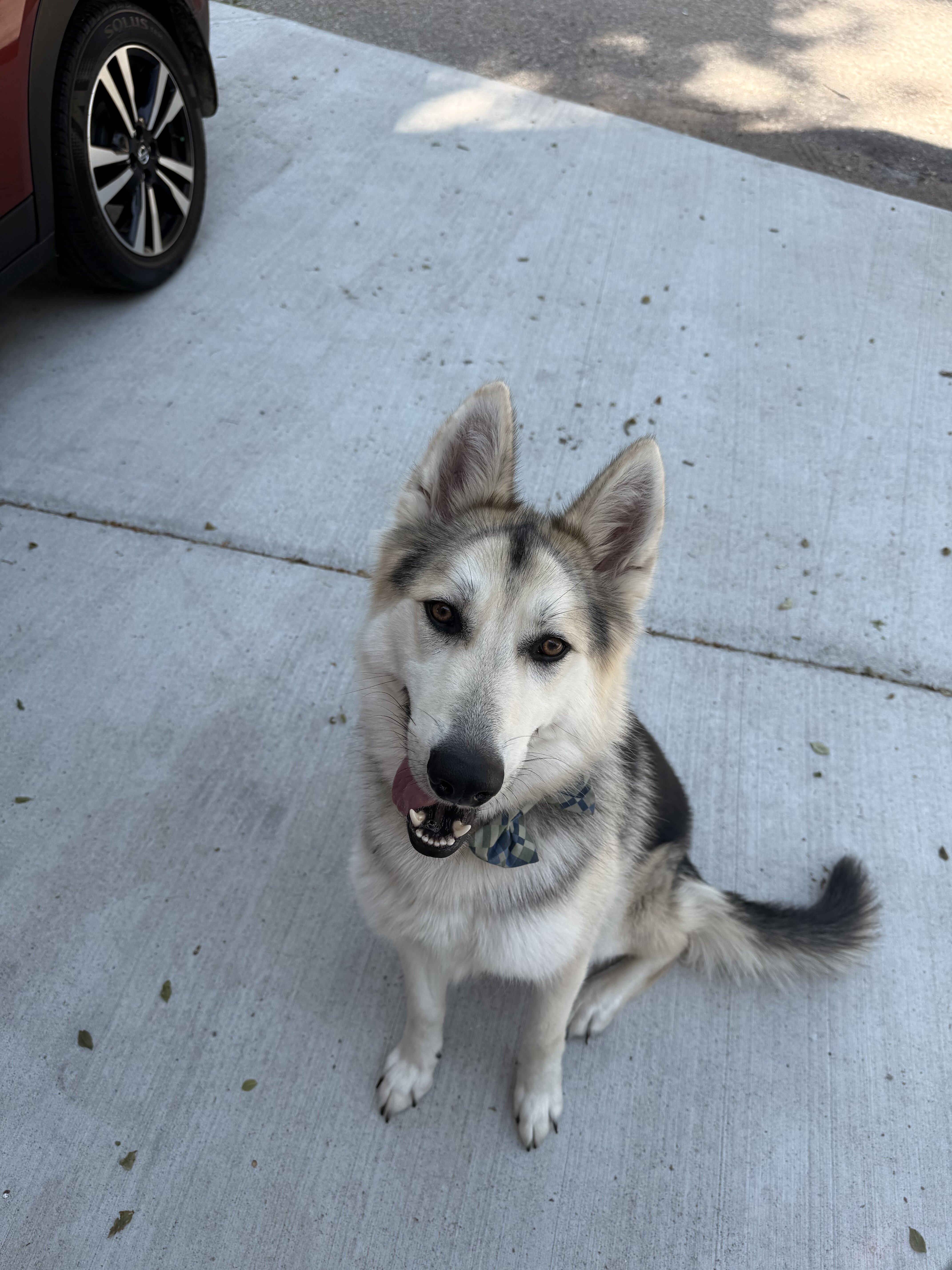 Dog image 1