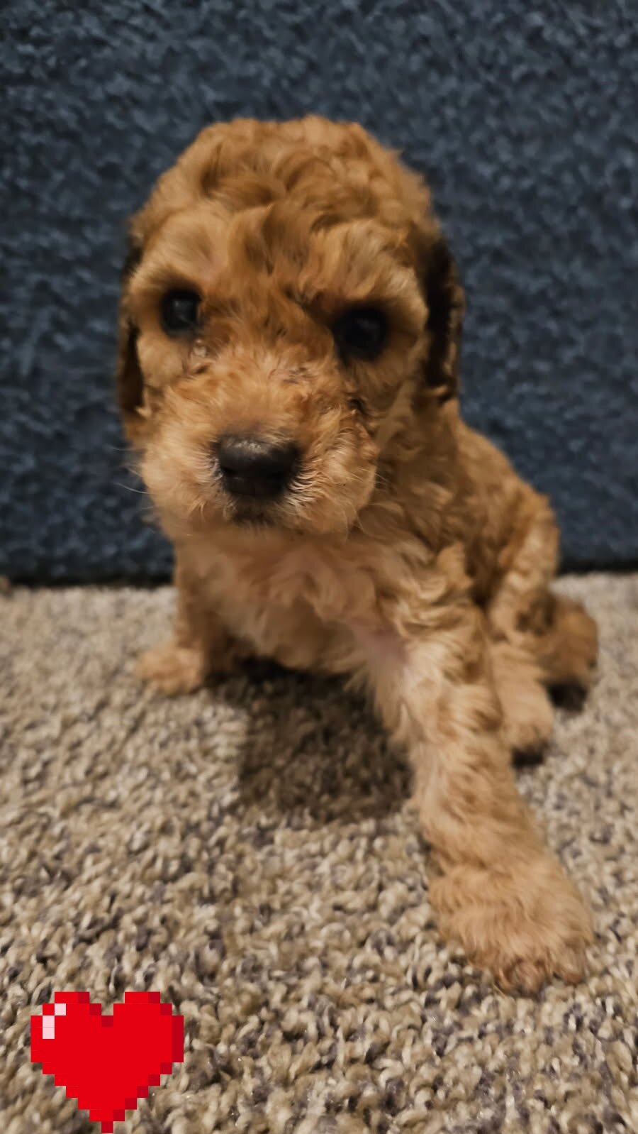 Puppies image 3