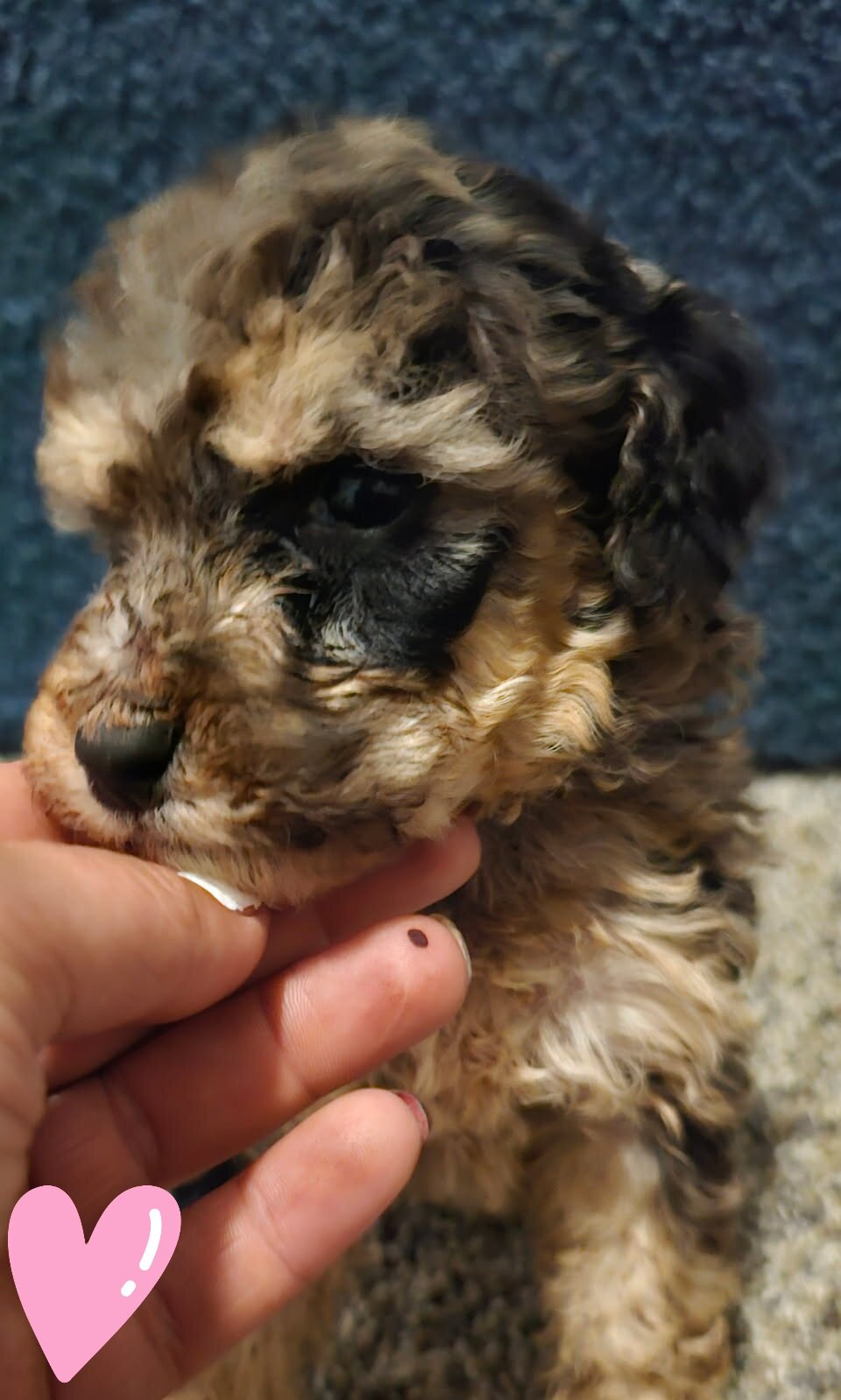 Puppies image 4