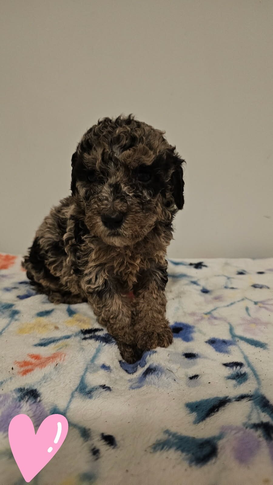 Puppies image 7
