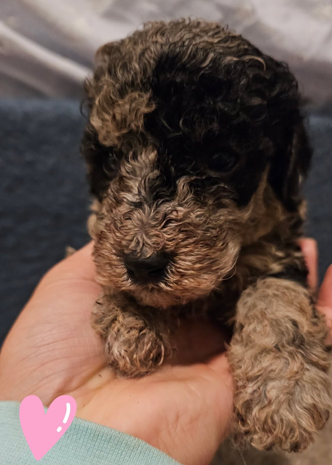 Puppies image 6
